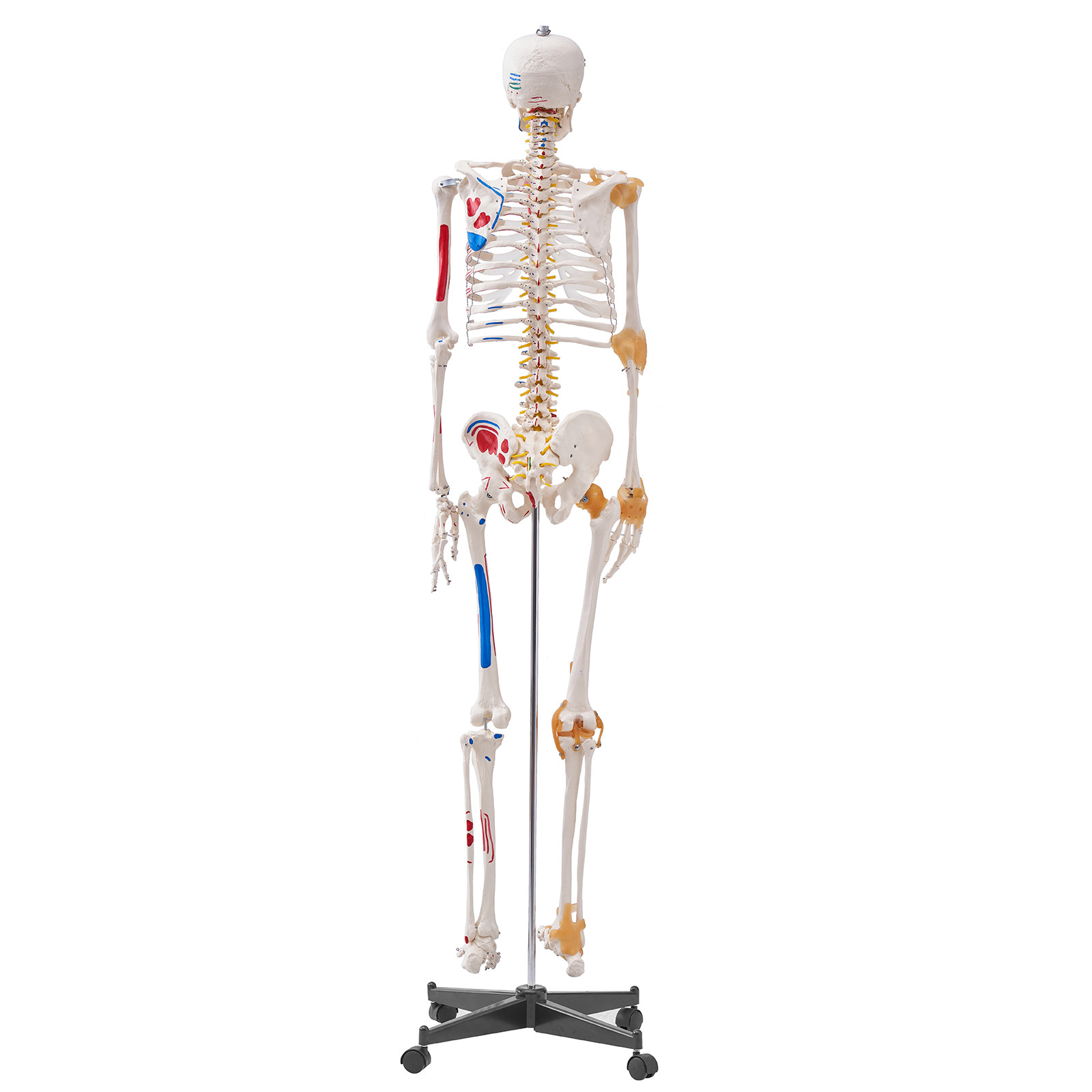 VEVOR Human Skeleton Model Anatomical Skeleton Life Size with Muscle Points