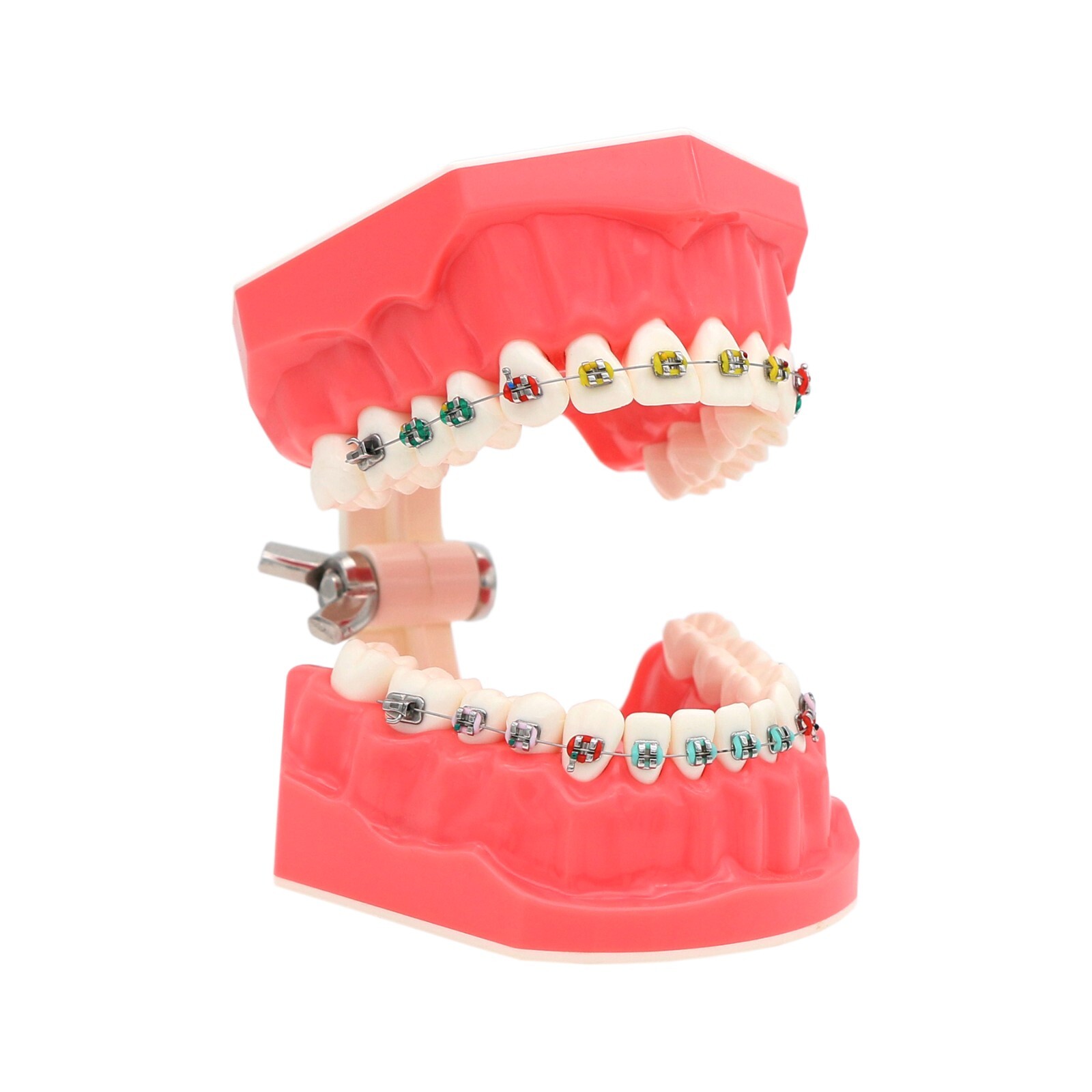 US Dental Teach Typodont Demonstration Teeth Model for Patient Study M7010-1/2