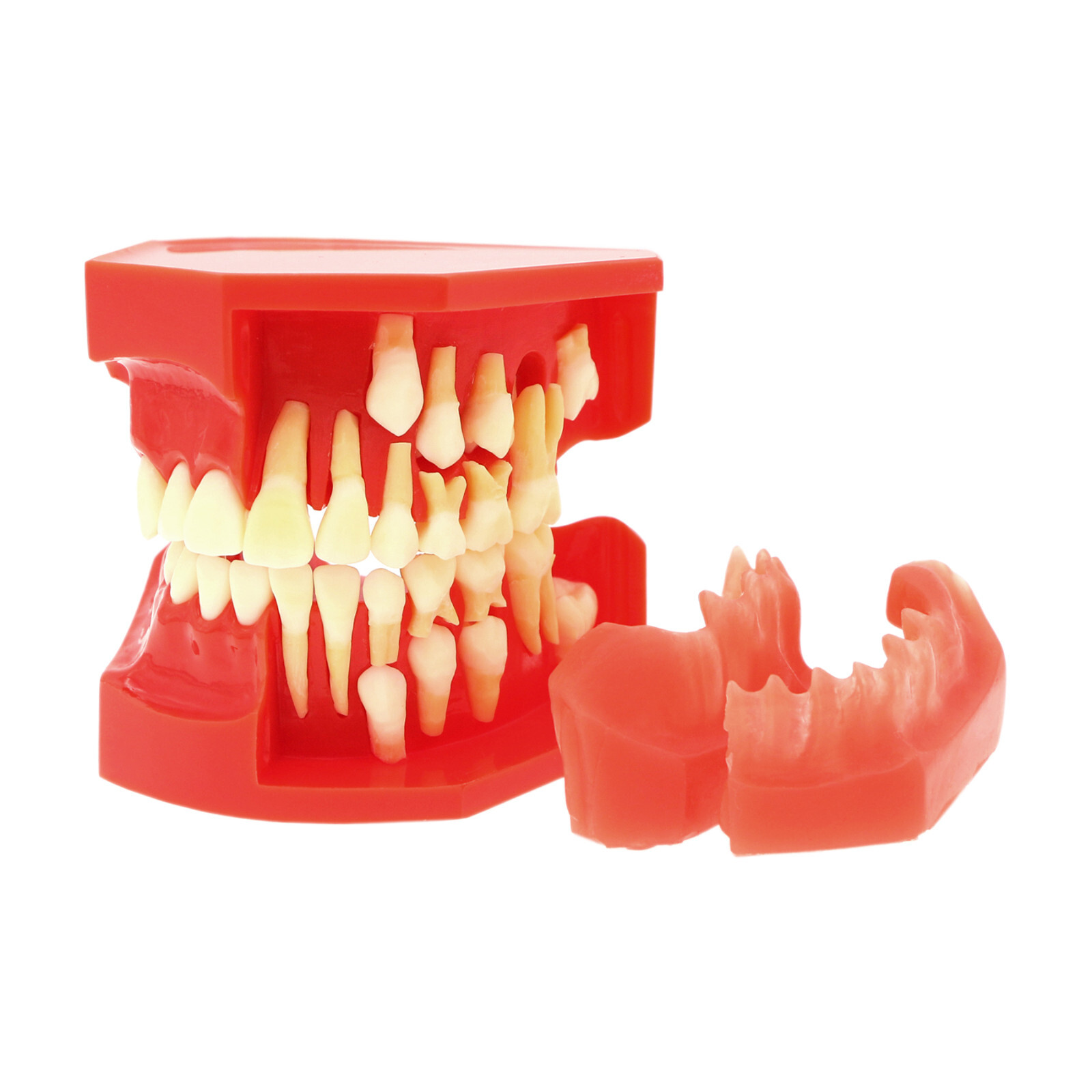Multiple Types Dental Teeth Model Typodont Ortho Implant Practice Demo Teaching