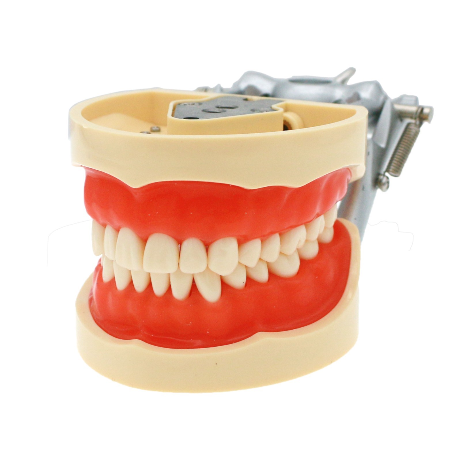 US Dental Typodont Model Mounting Pole Compatible with Columbia/Kilgore/Nissin