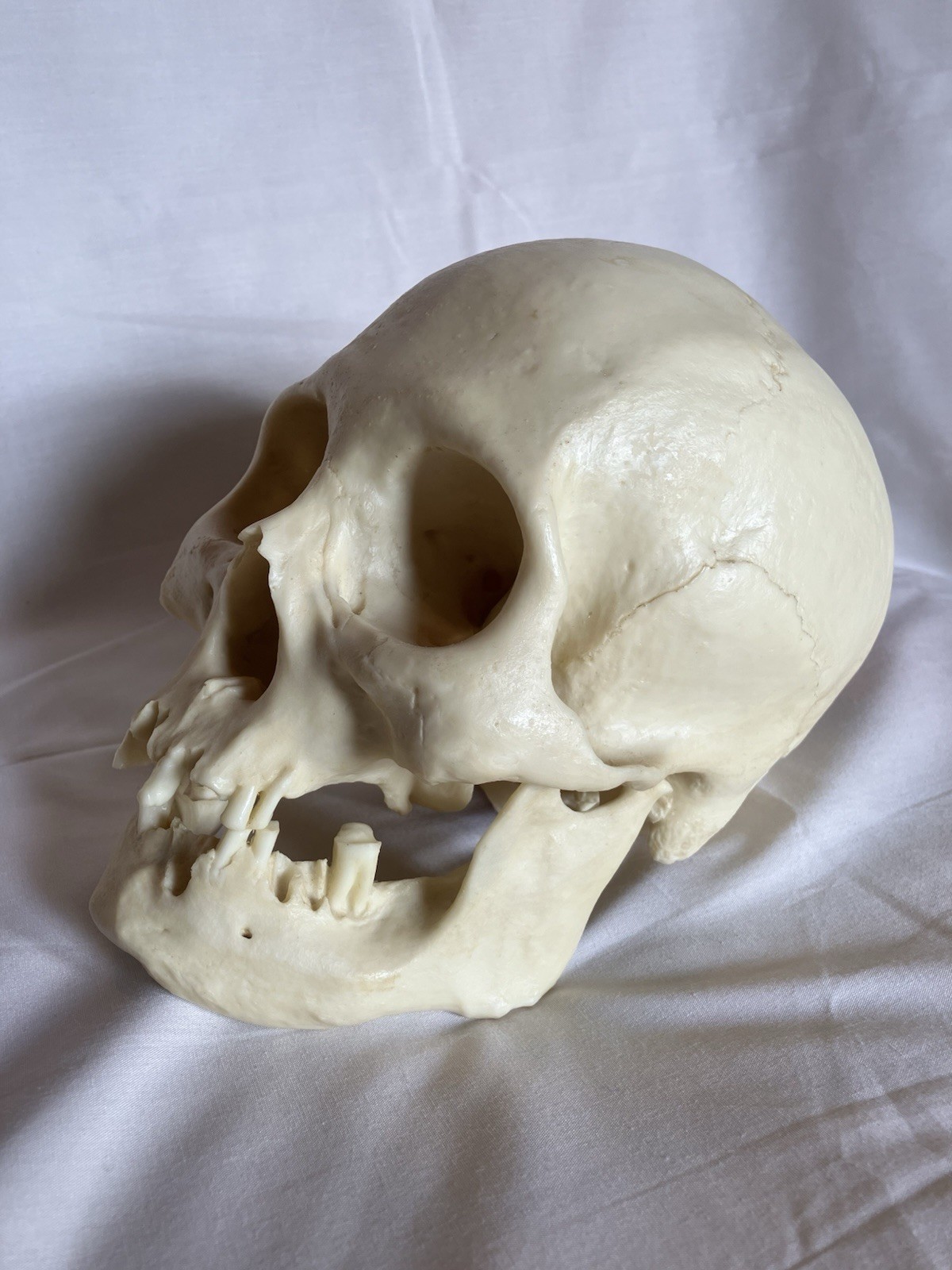 Bone Clones BC 213 Human Skull American Indian female – discontinued