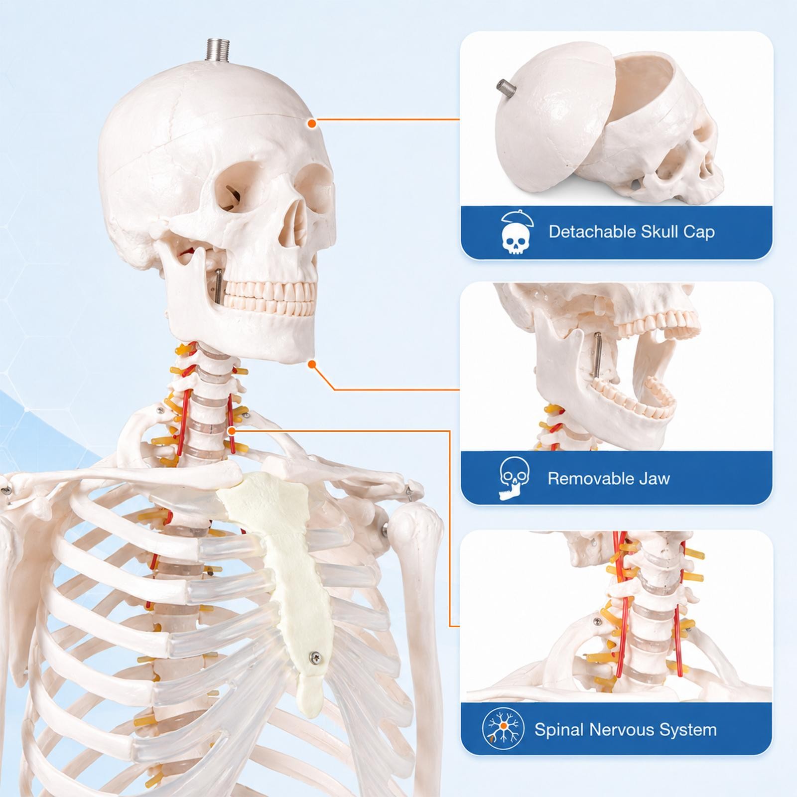 Human Skeleton Model Anatomical Skeleton Life Size