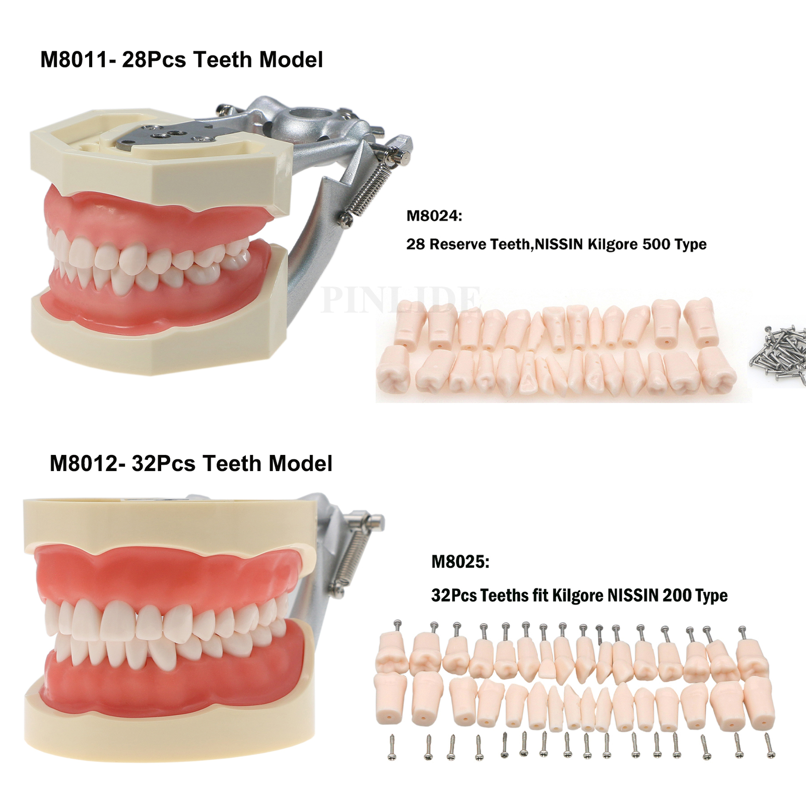 Dental Typodont Model With Screw-in Removable Teeth Kilgore NISSIN 200/500 Type