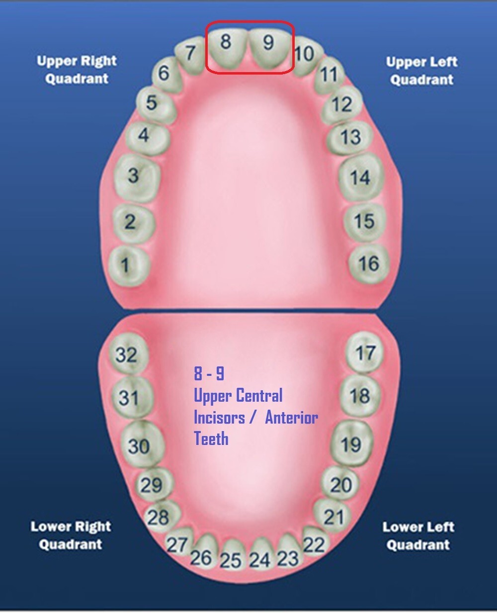 DENTAL POLYCARBONATE TEMPORARY CROWNS #19 (ULC) UPPER LEFT CENTRAL 5/PACK