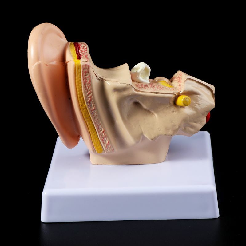 1.5 Times Life Size Human Ear Anatomy Model Organ Medical Teaching Supplies US