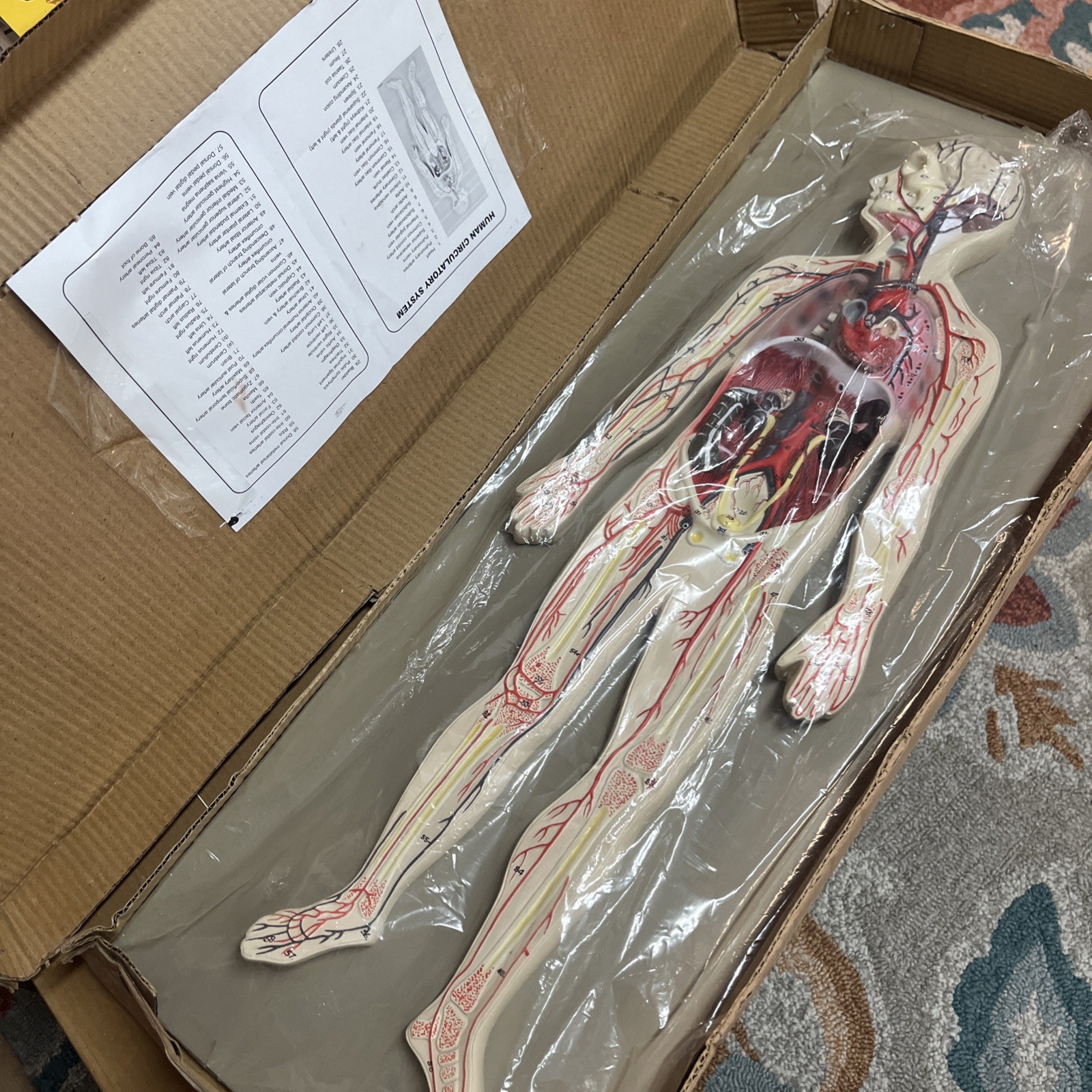 3D Human Circulatory System Anatomy Relief Model, Teaching Aid, Body, In Box