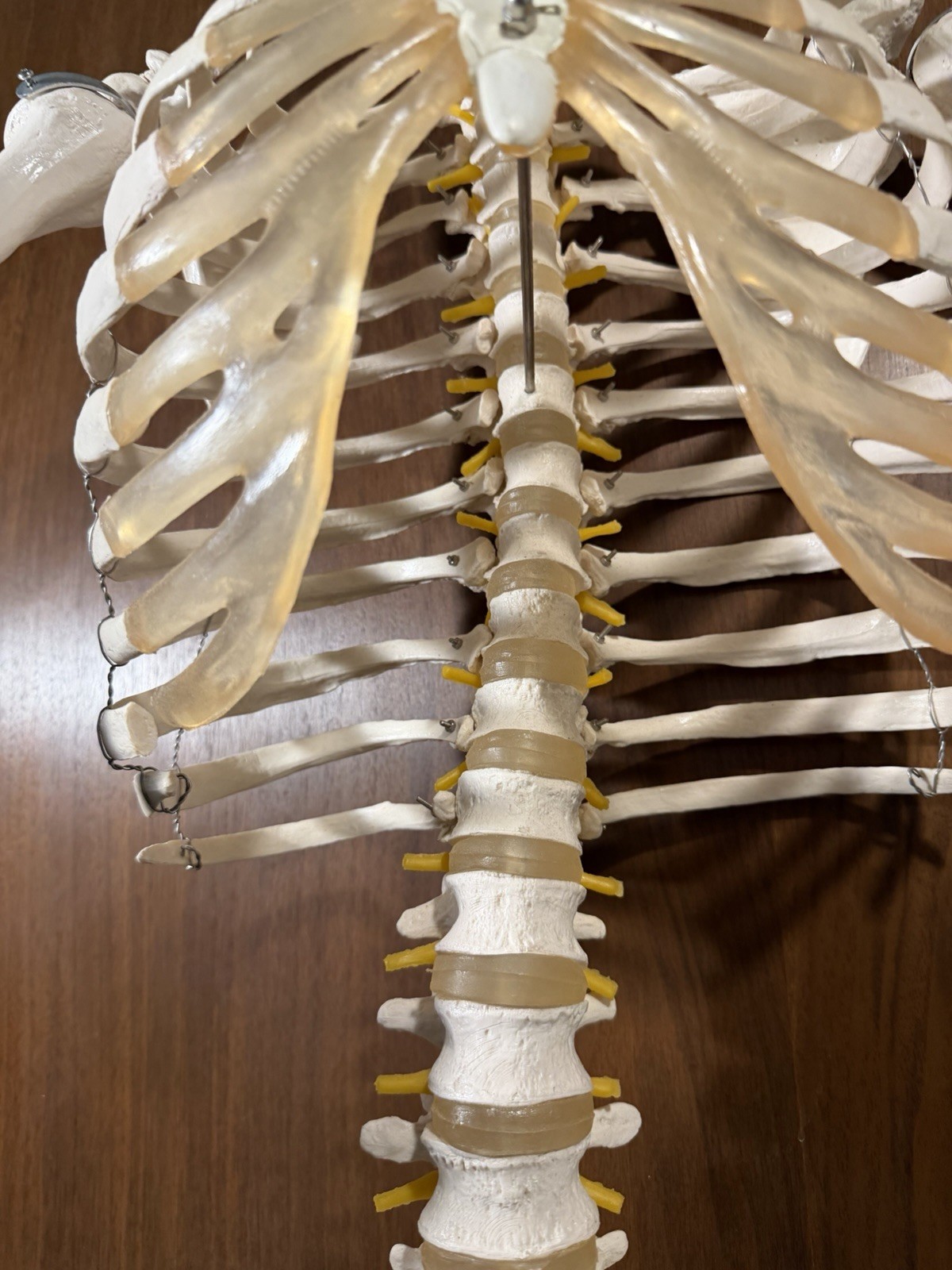 Life Size Human Anatomy Skeleton Hanging Medical Model w/ Spine Nerves