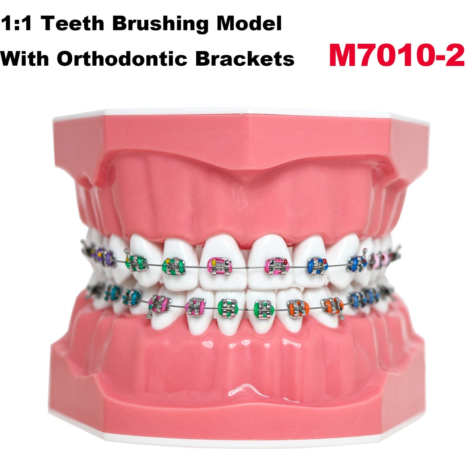 US Dental Typodont 1:1 Orthodontic Teeth Model with Brackets Braces M7010-2 New