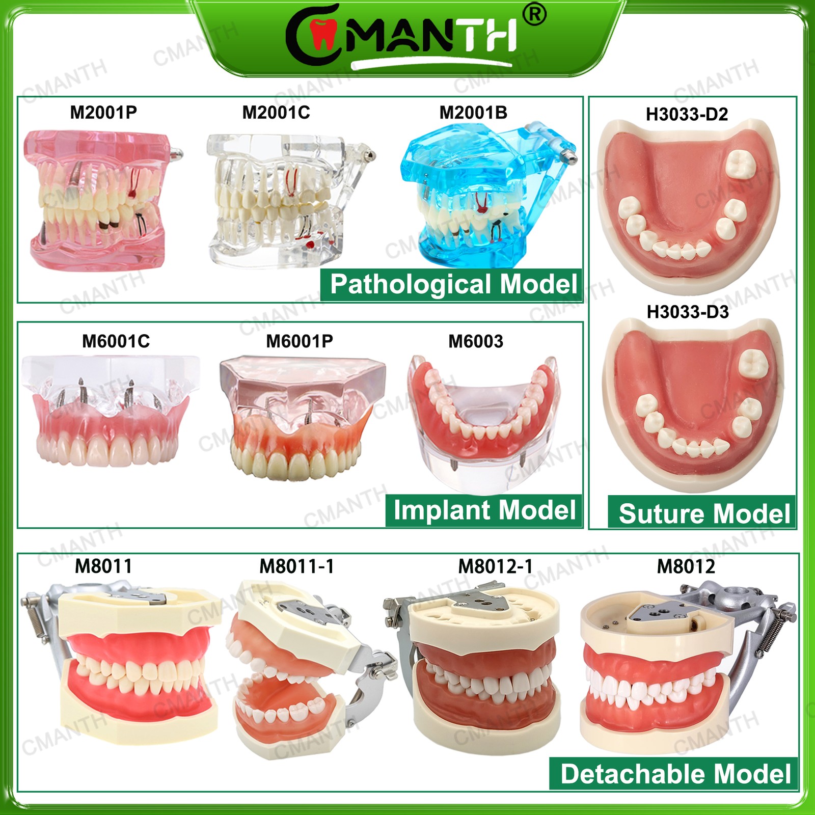 Multiple Types Dental Teeth Model Ortho Implant Practice Teaching Demo Model