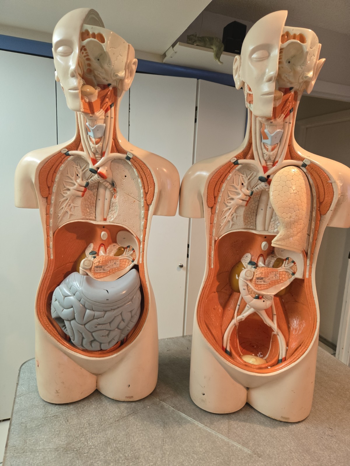 2 Qty Denoyer Geppert Anatomy Human Body Teaching Medical Torso Model. AS-IS