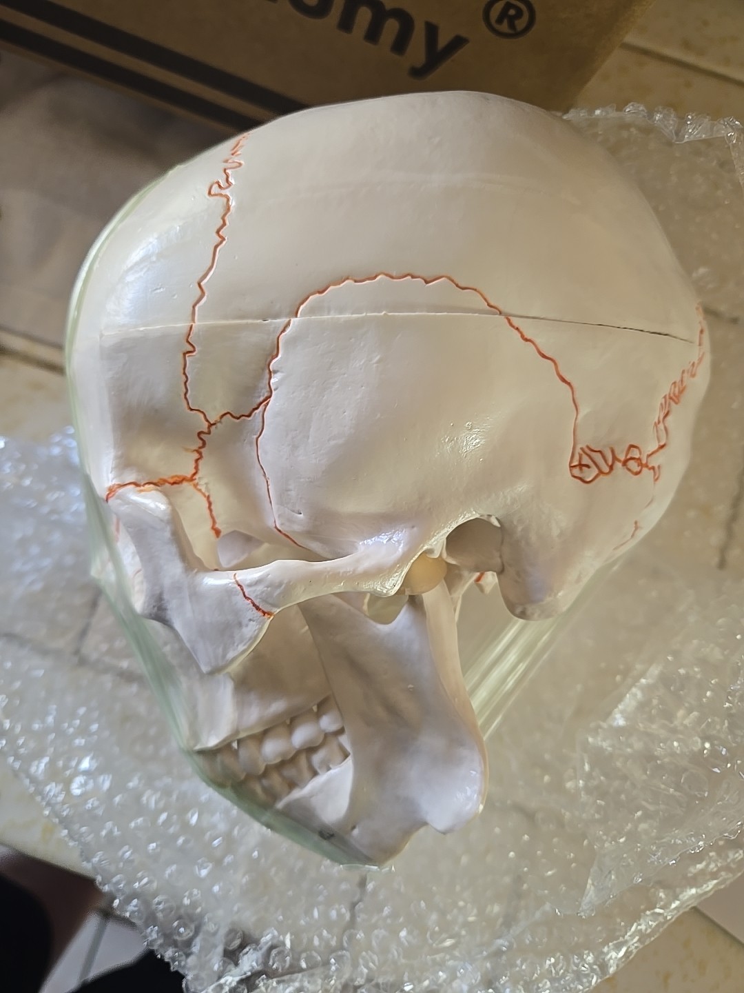 Human Skull with Sutures 3 Part Anatomical Model, Medical Curiosities New In Box