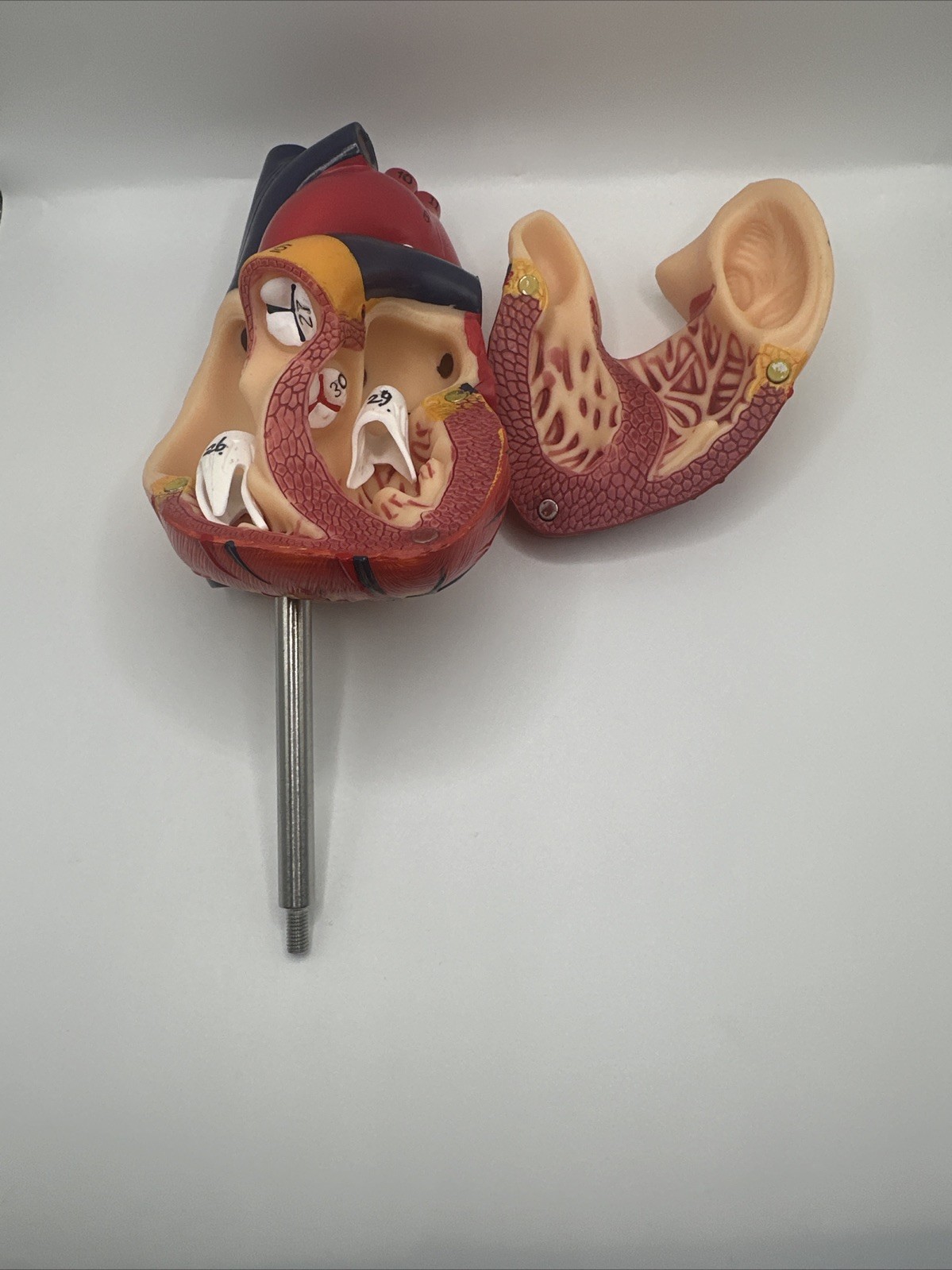 Anatomical Human Heart LifeSize 1:1 Model Medical Teaching Patient No Stand Used