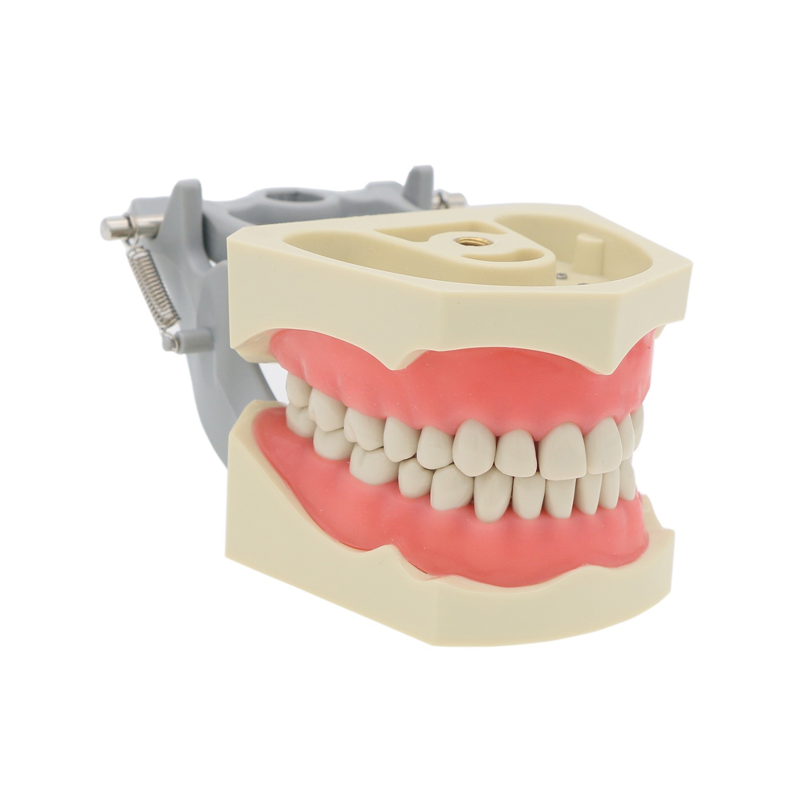 US Dental Typodont Model Mounting Pole Compatible with Columbia/Kilgore/Nissin