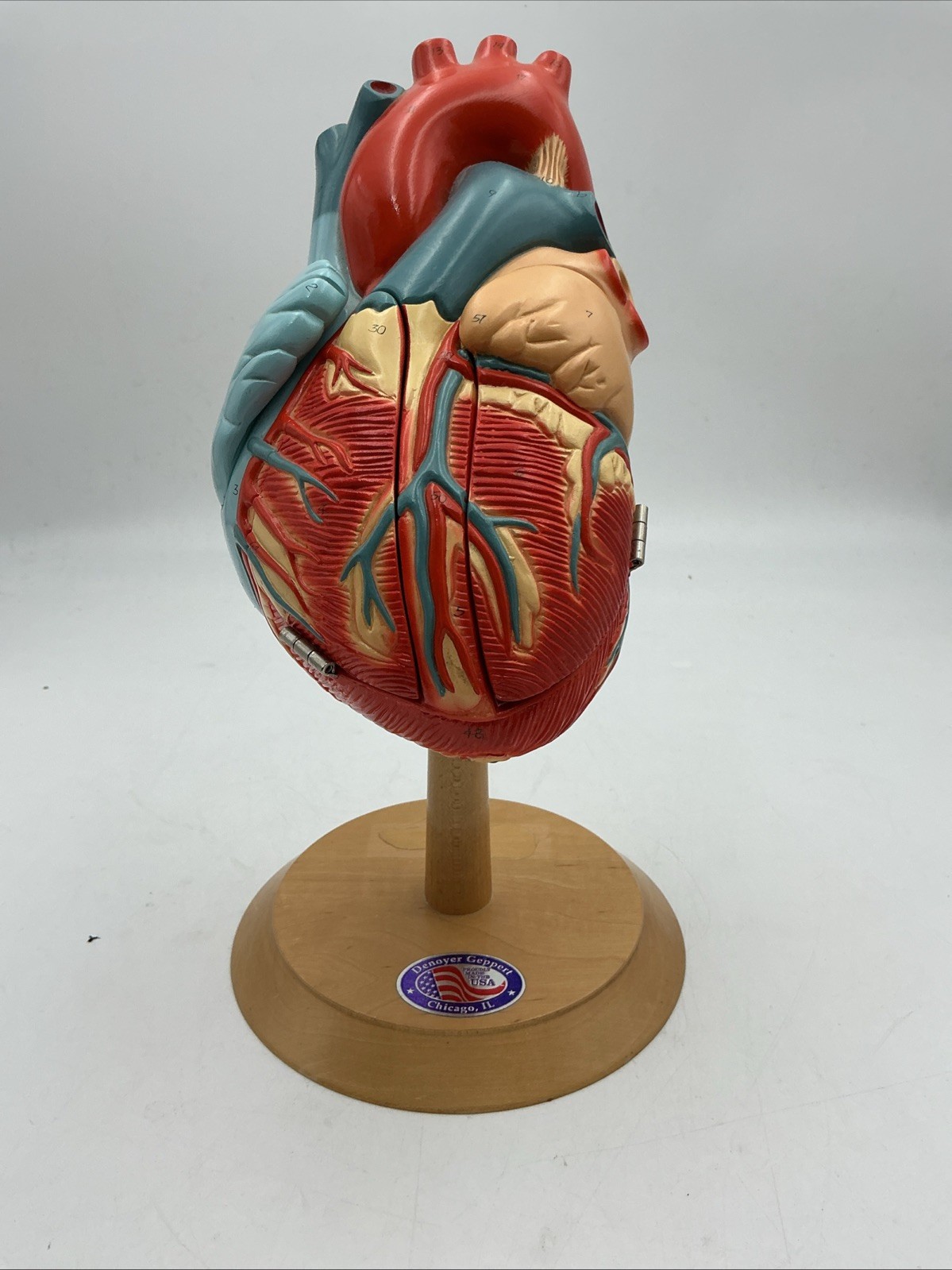 Denoyer Geppert Heart of America 0140-00 Anatomical Model Anatomy