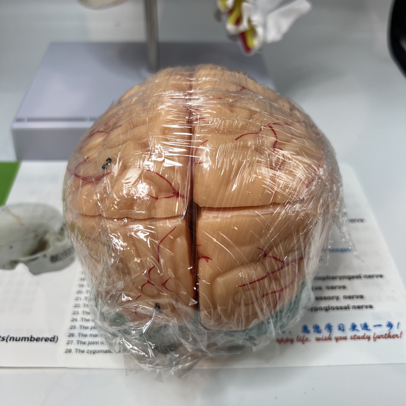 Human Skull with Brain & Cervical Vertebra Anatomical Model Life Size – 11 Piece