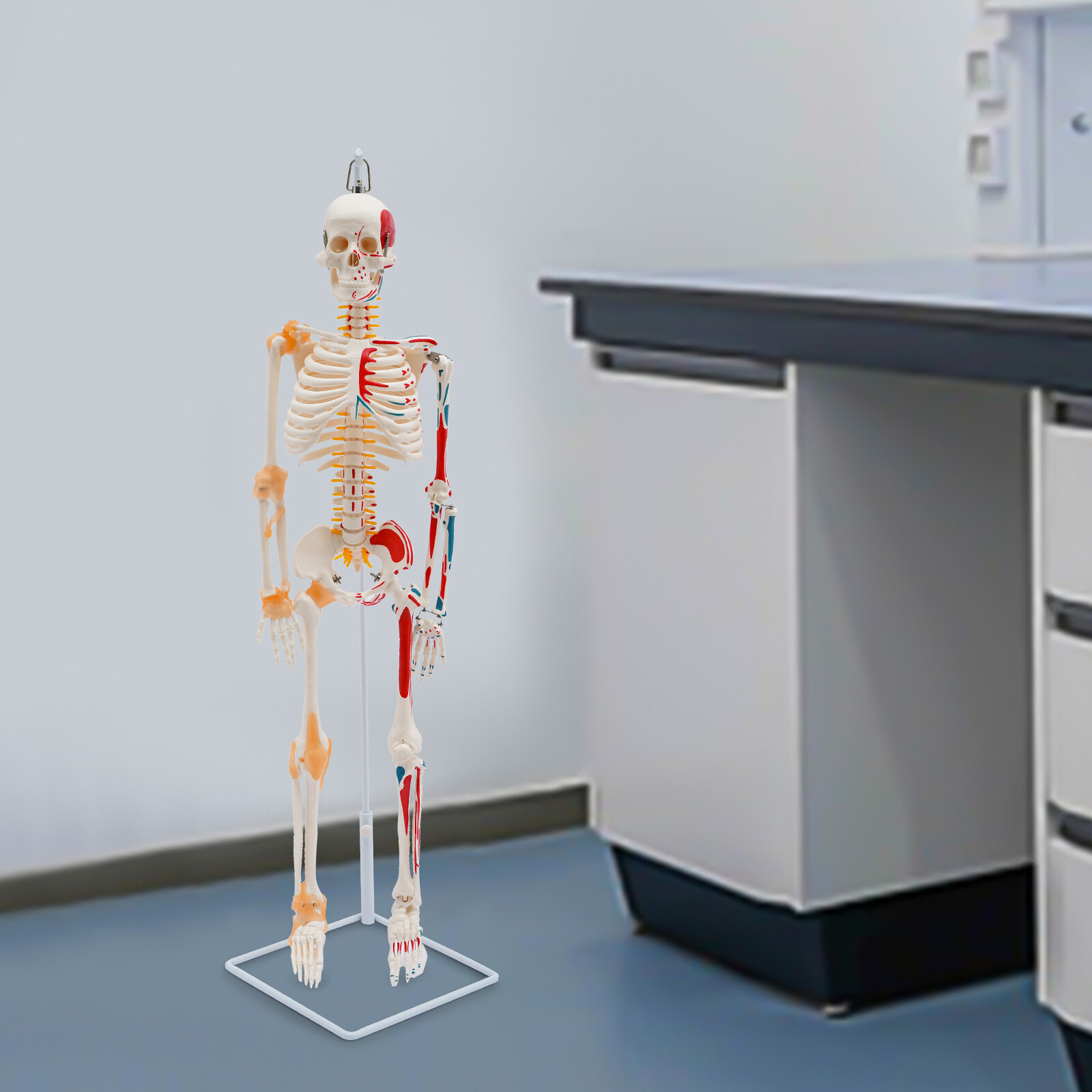 NEW 34″ Modern Hanging Style Human Skeleton Model Includes Joint Ligaments White