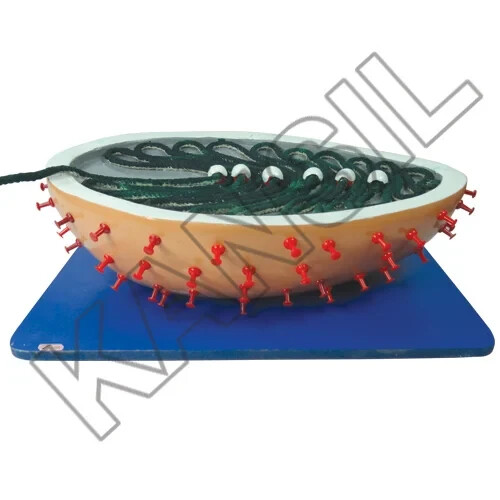 Rabies Virus 3D model (Made In INDIA)