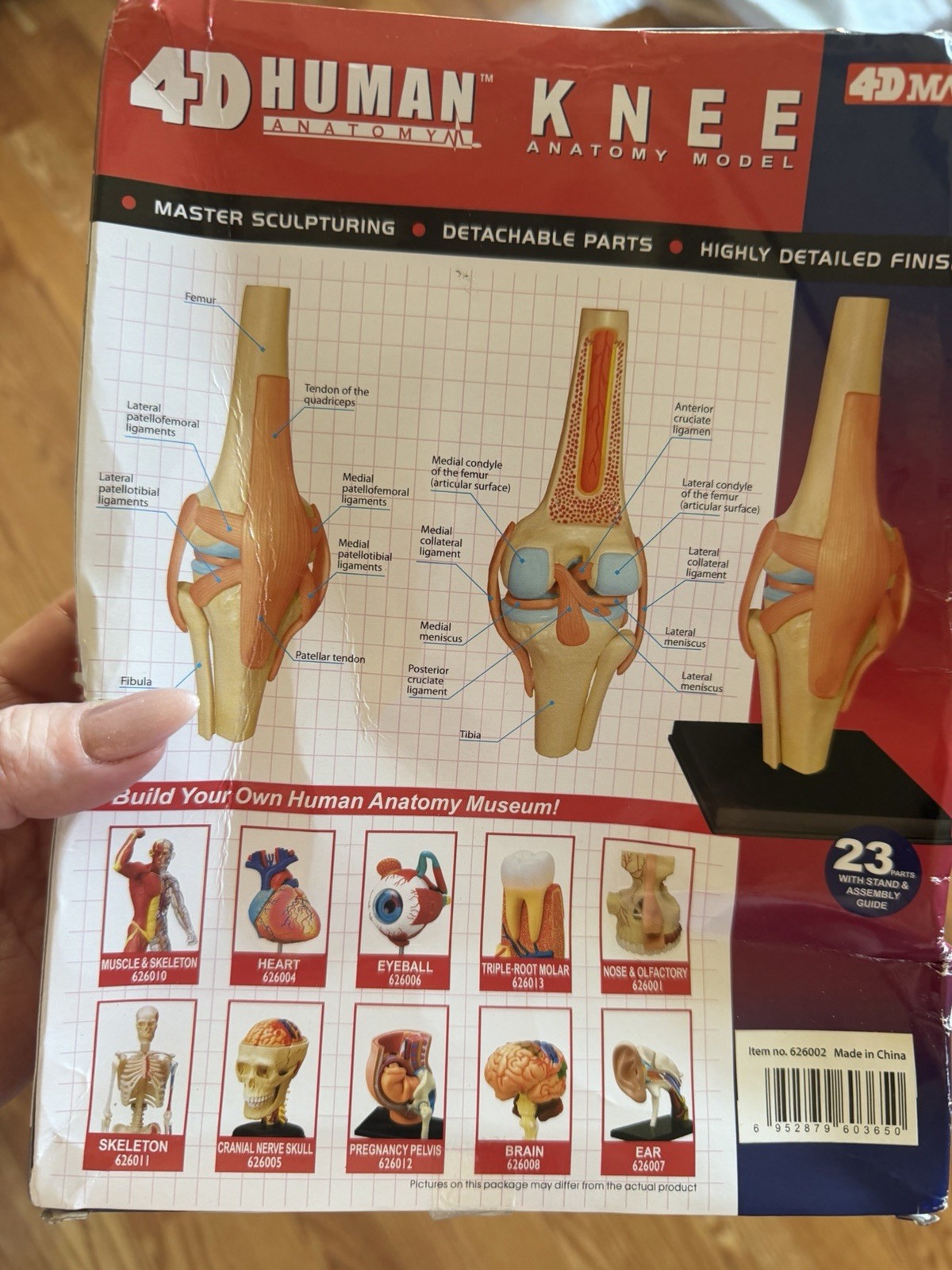 4D Master Human Knee Anatomy Model with Detachable Parts, Highly Detailed