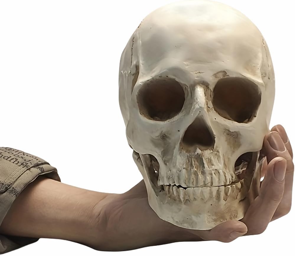 Lifesize 1:1 Human Skull Replica Resin Model Anatomical Medical Skeleton