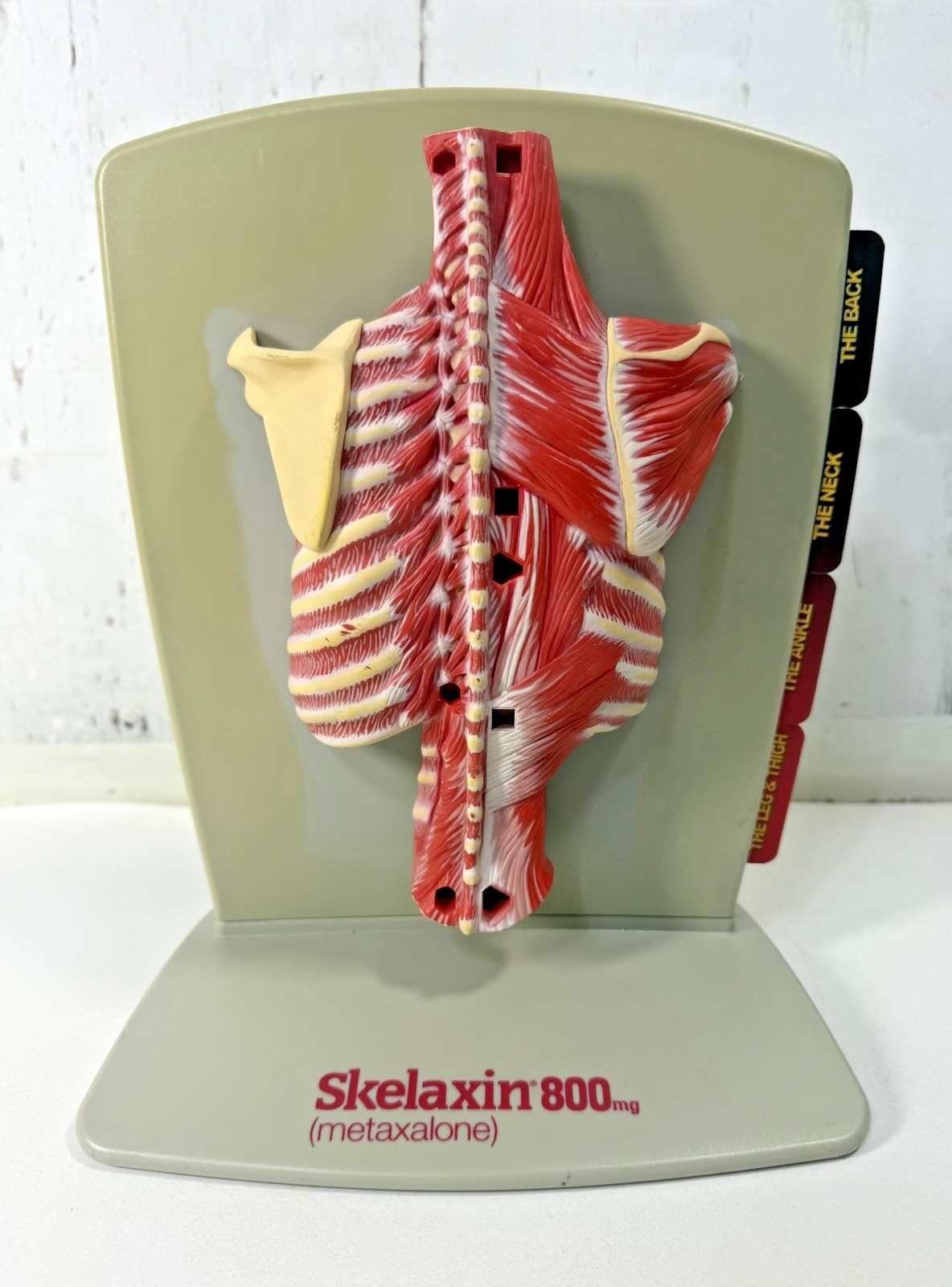 VINTAGE 2006 MEDICAL ANATOMICAL HUMAN SPINE BACK MODEL PHYSICIAN OFFICE DISPLAY