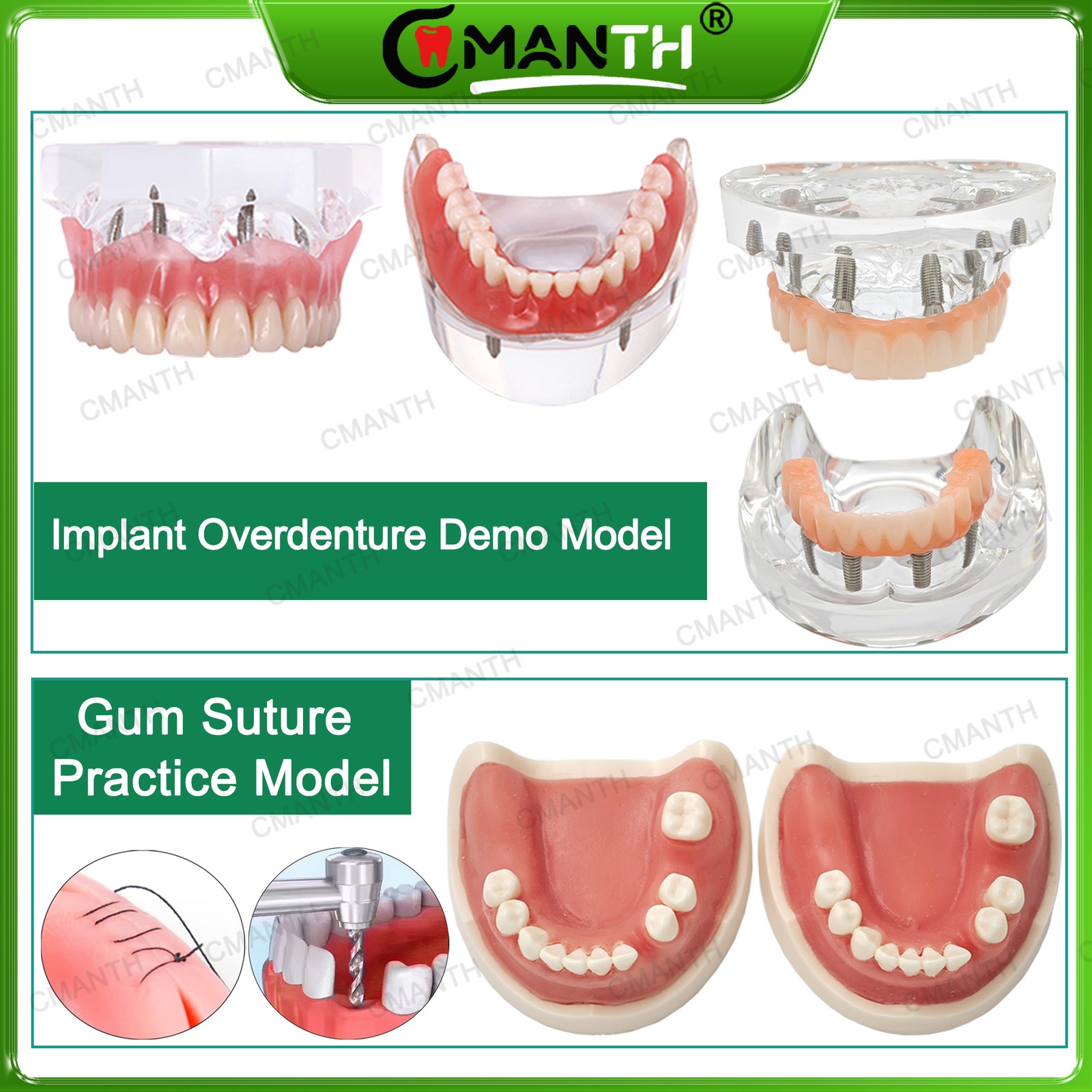 Multiple Types Dental Teeth Model Ortho Implant Practice Teaching Demo Model