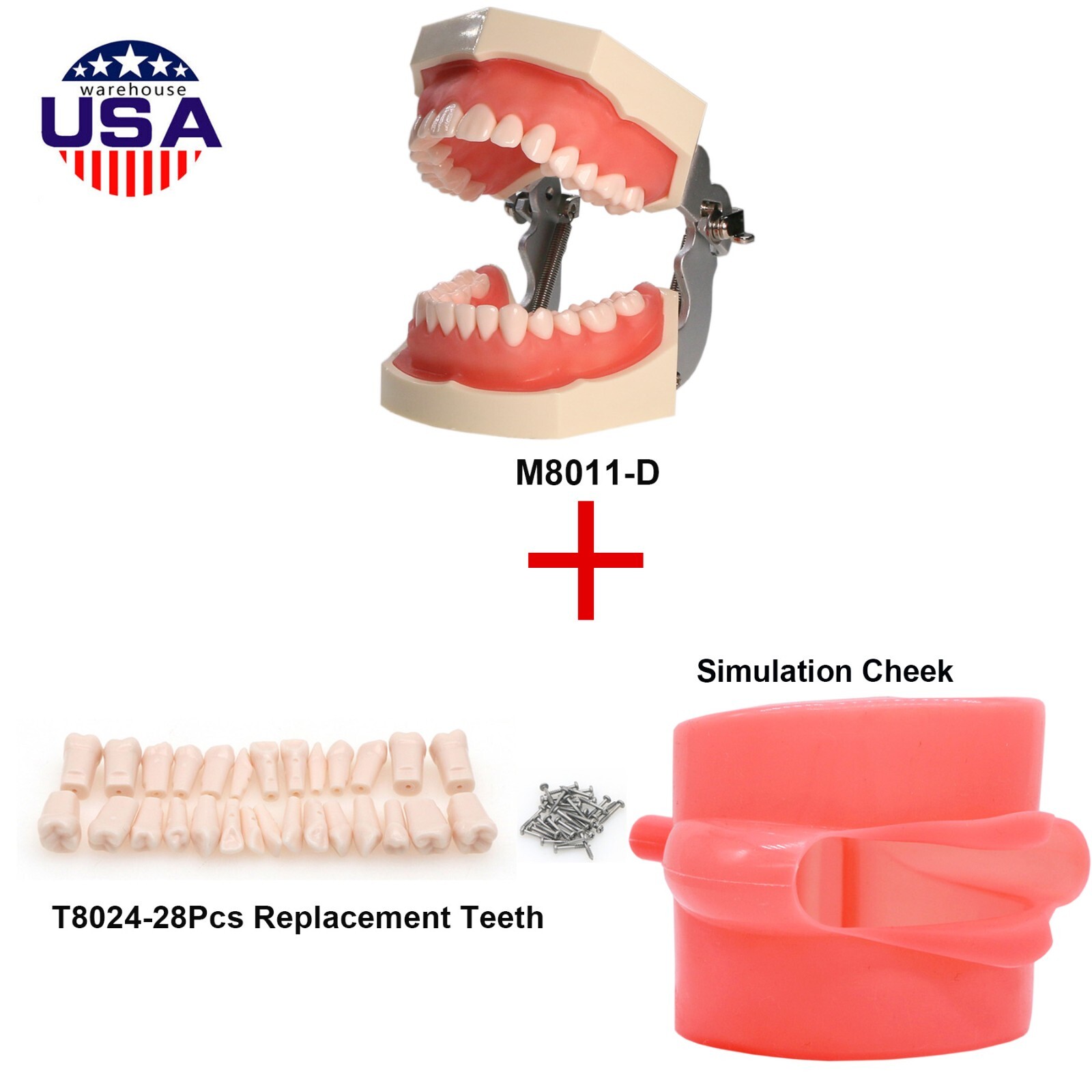 Dental Kilgore NISSIN 28/32 Pcs Type Teeth Typodont Model With Removable Teeth