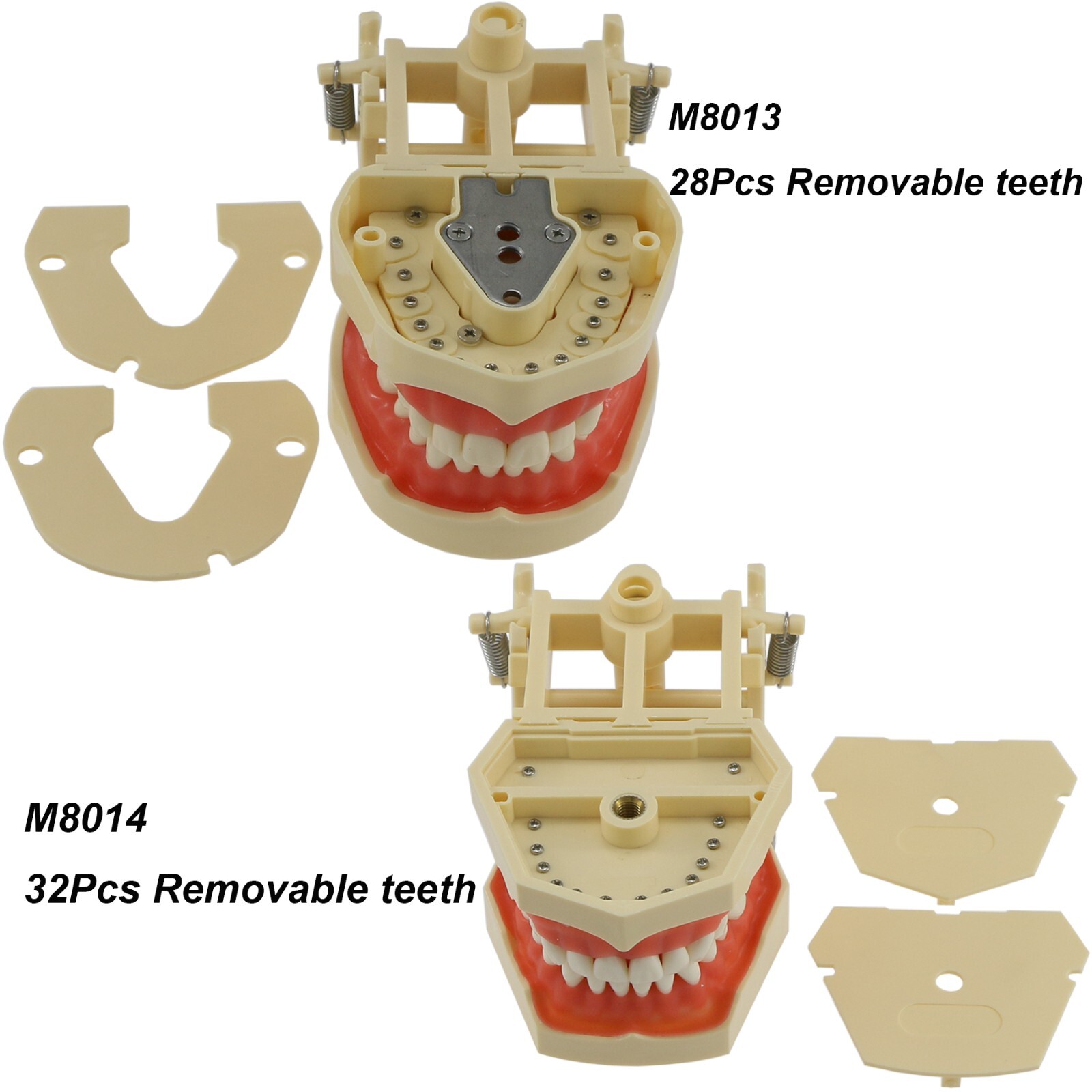 Dental Typodont Teeth Model Ortho Implant Pathological Perio Practice Demo Model