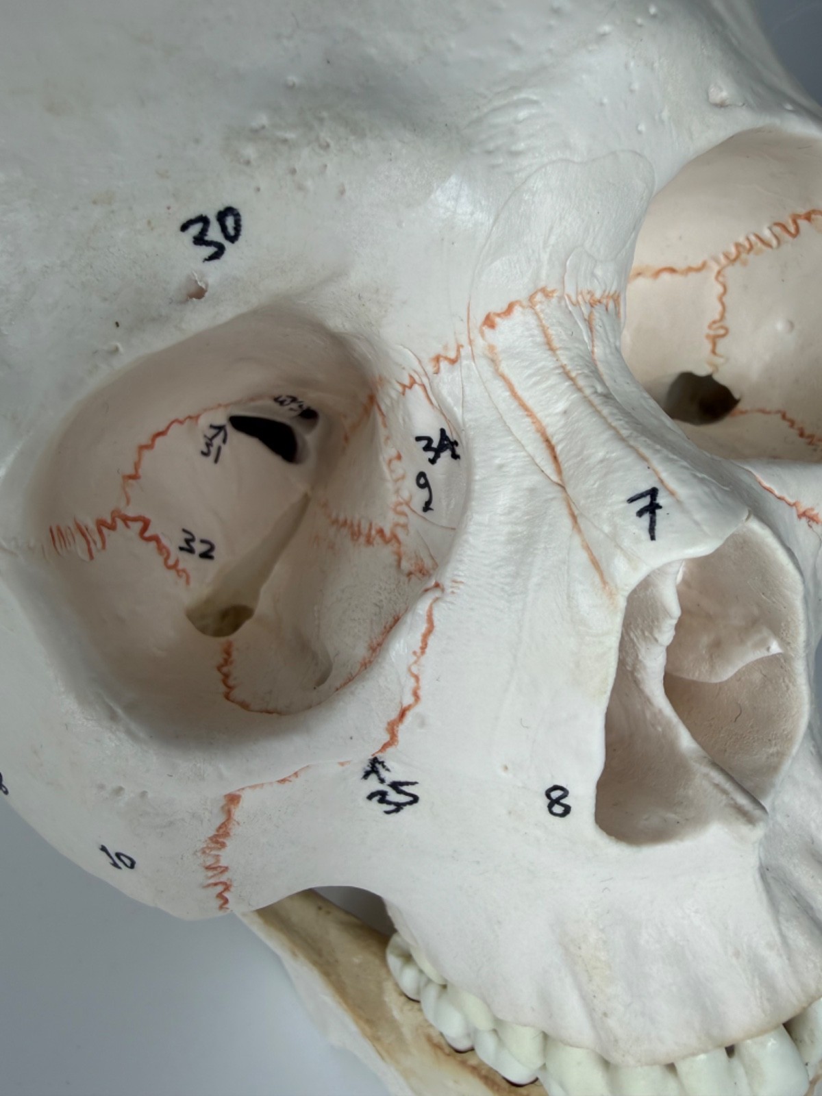 Walter Products Inc. B10221 Numbered Human Skull 3-Parts
