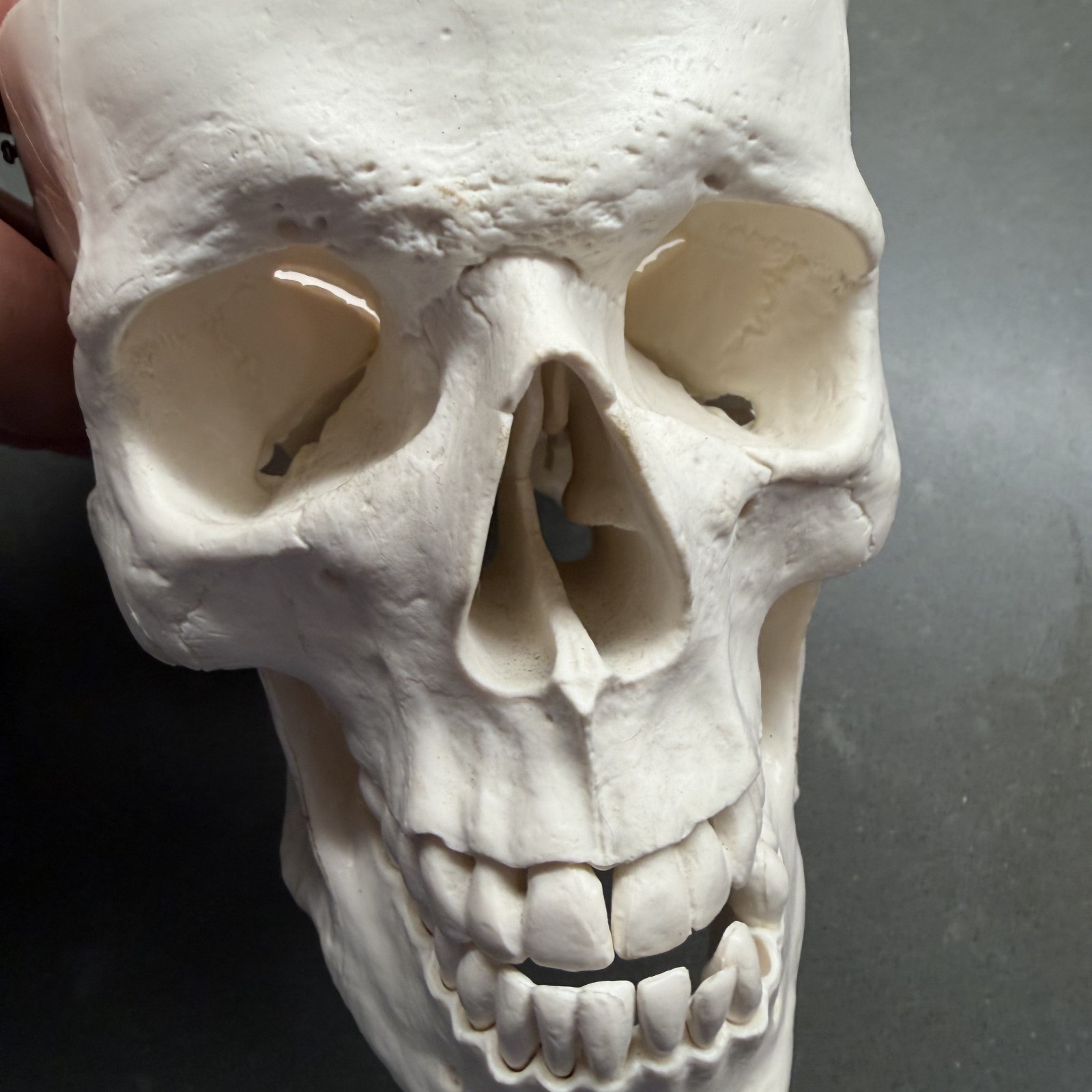 Skull~Medical Dental Anatomical Model~1 To 1~Removable Lower Jaw And Cranium