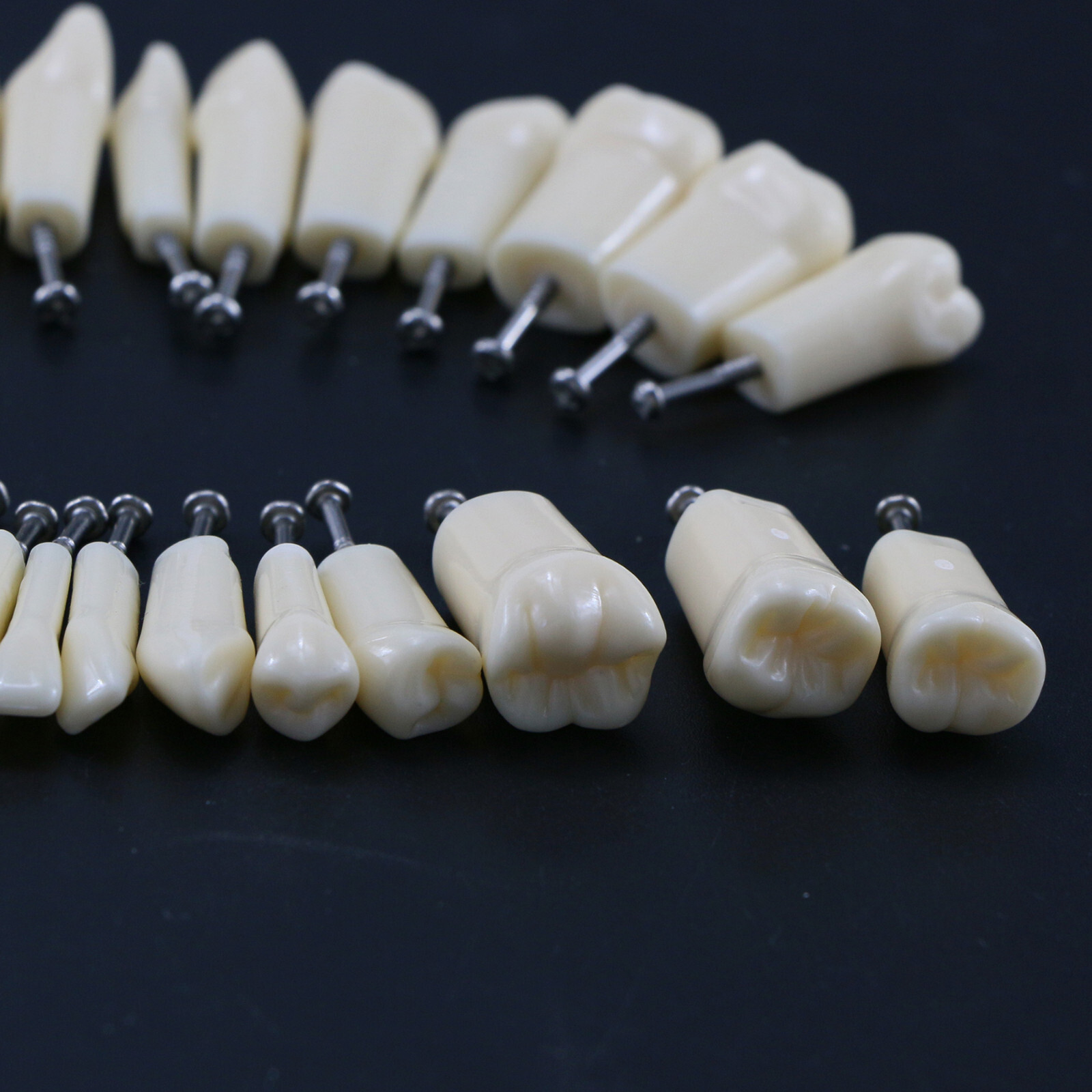 Kilgore NISSIN 200 Type Dental Typodont Model M8012 32Pcs Removable Teeth