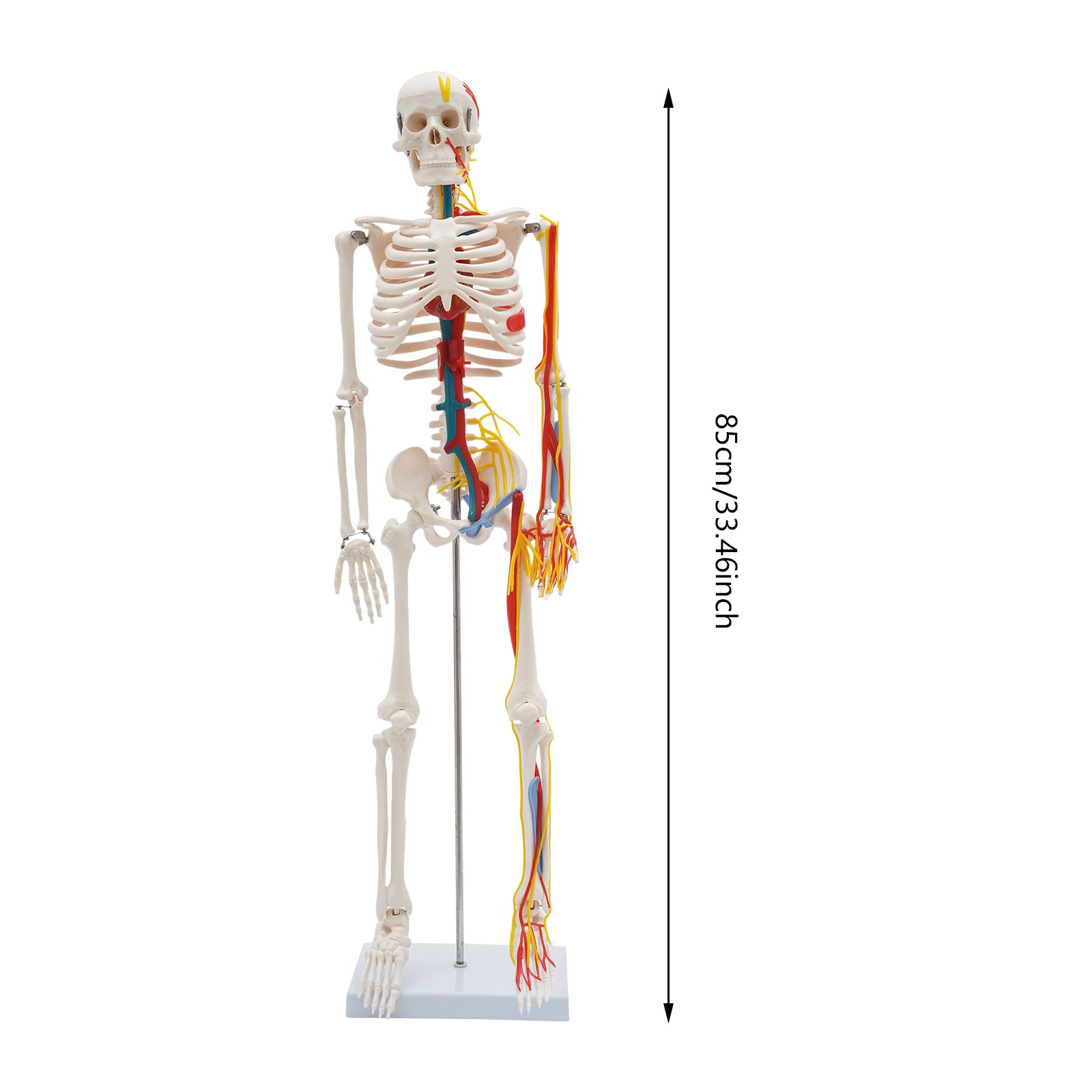 34 Inch Human Skeleton Model Skeleton Human Model Standing Style Skeleton Model