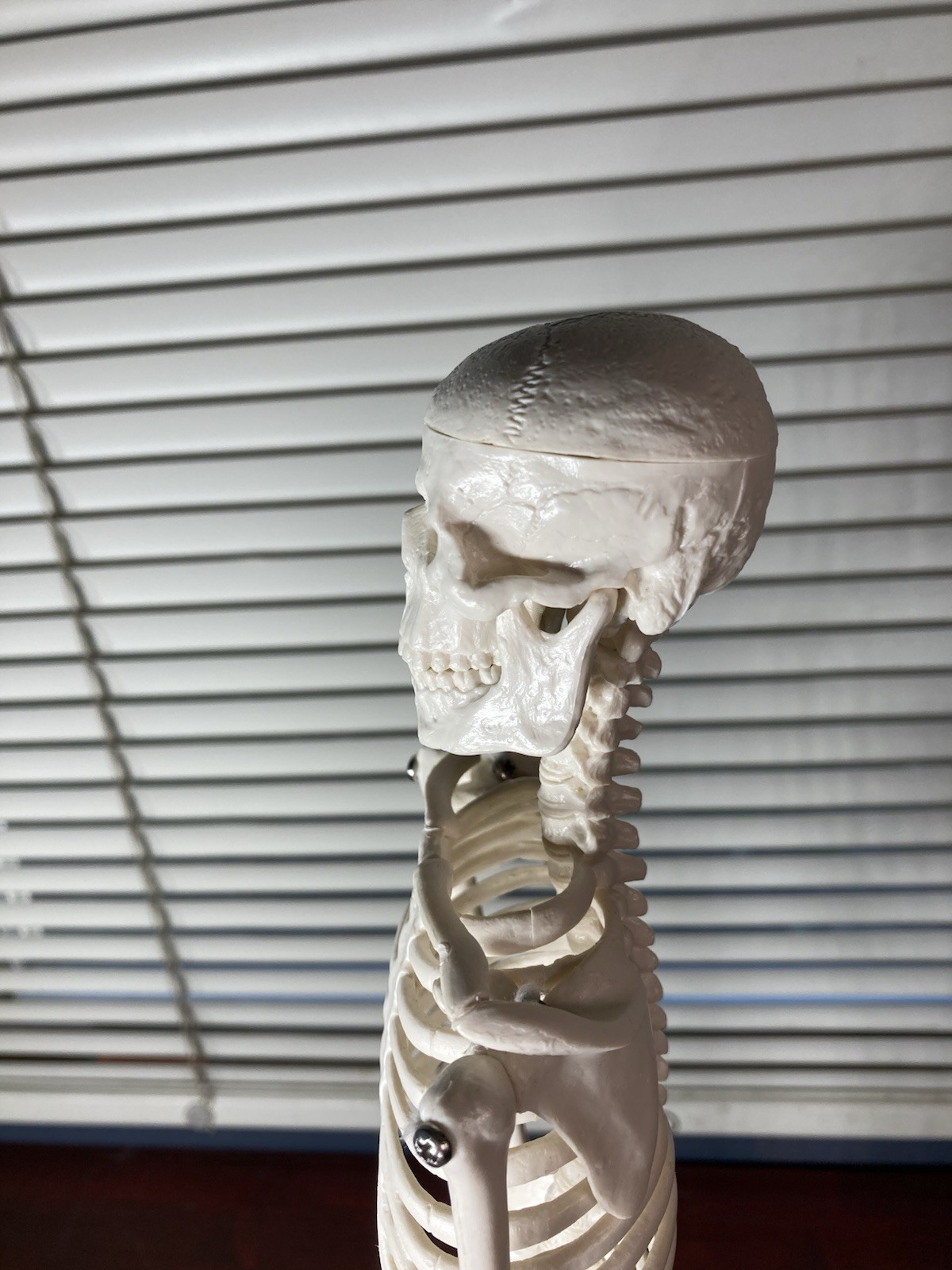Human Anatomy Model Skeleton Medical Educational Learning Aid with Stand