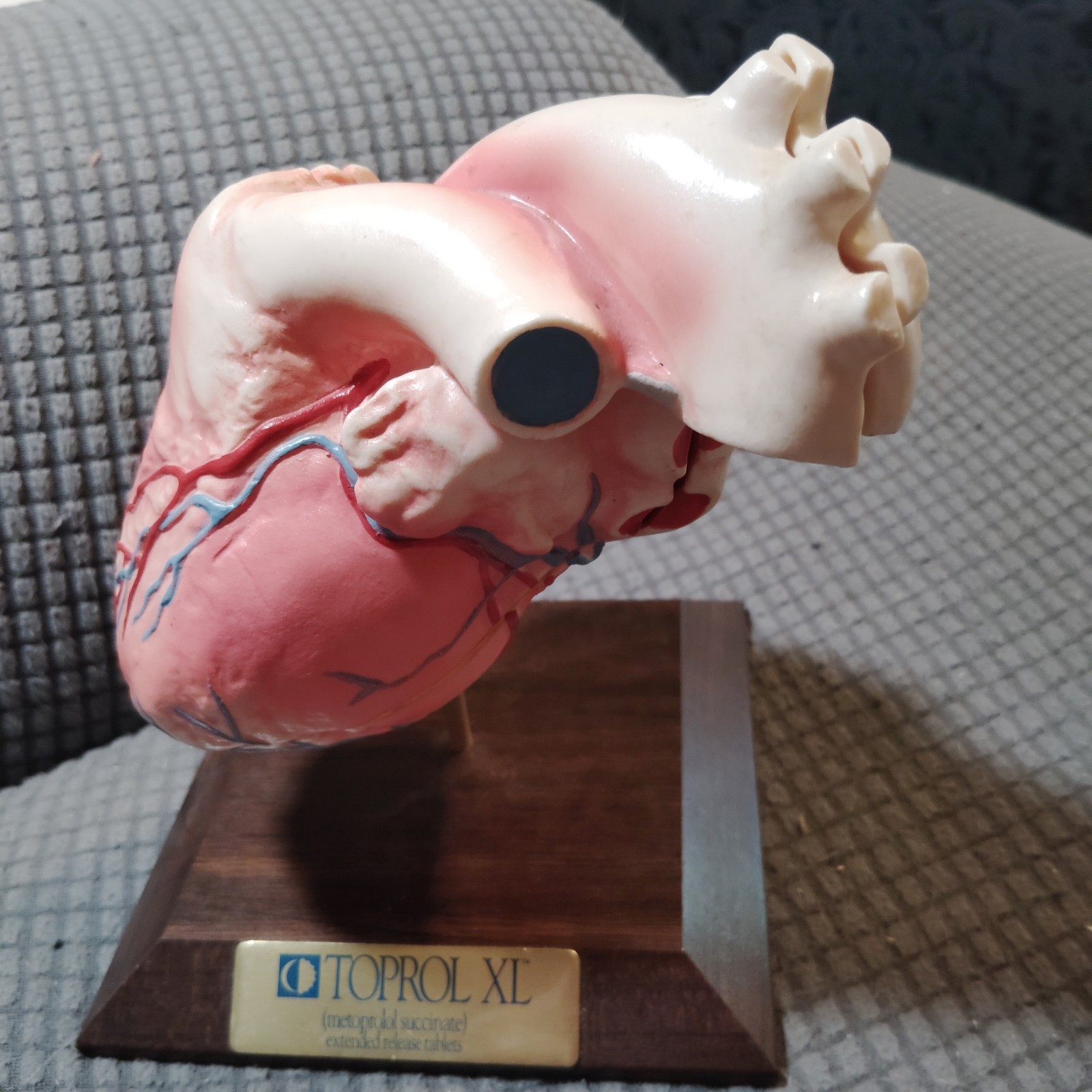 Vintage Anatomical Human Heart Model 2-Part Dissectible Medical Oddity Decor