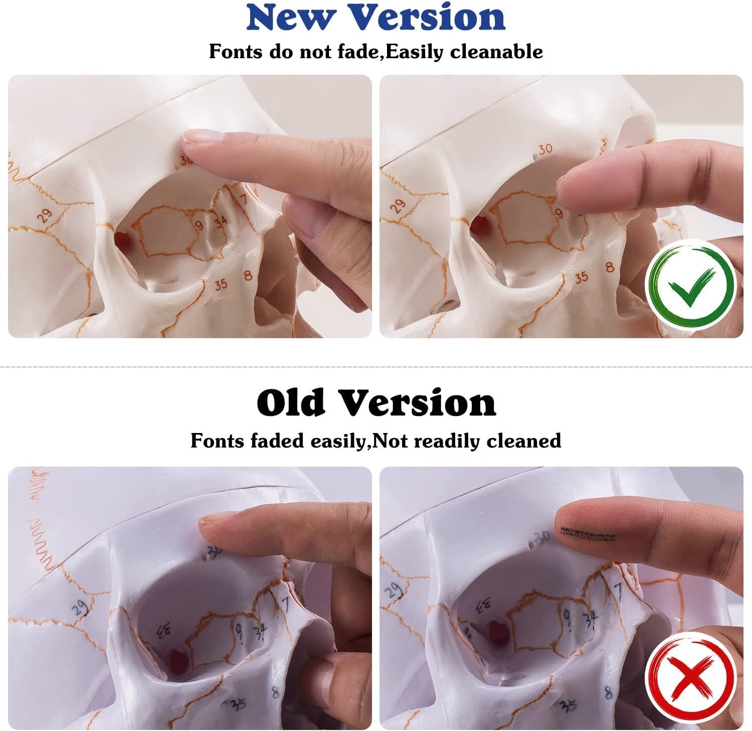 Life Size Human Head Skull Anatomical Model for Medical Student Anatomy Class