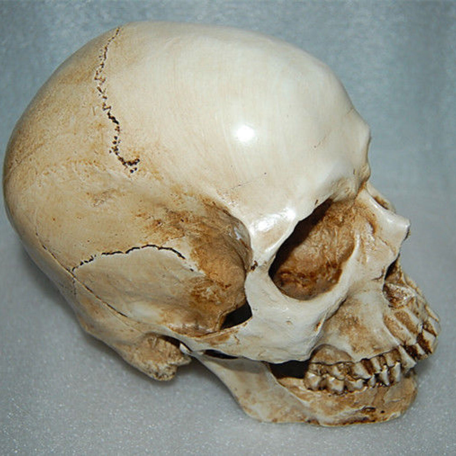 Lifesize Realistic Human Skull Replica Resin Model Anatomical Halloween Decor s