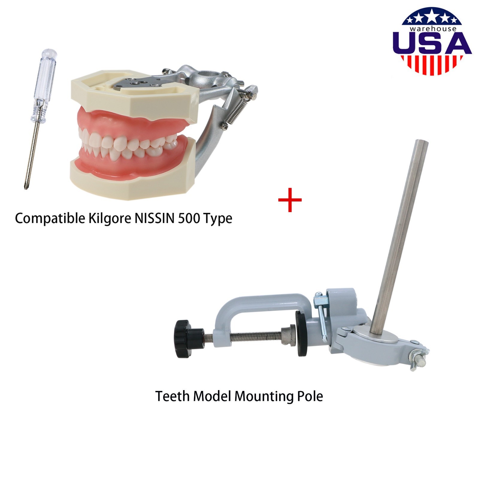 US Dental Kilgore NISSIN Type 28/32Pcs Teeth Typodont Model With Removable Teeth