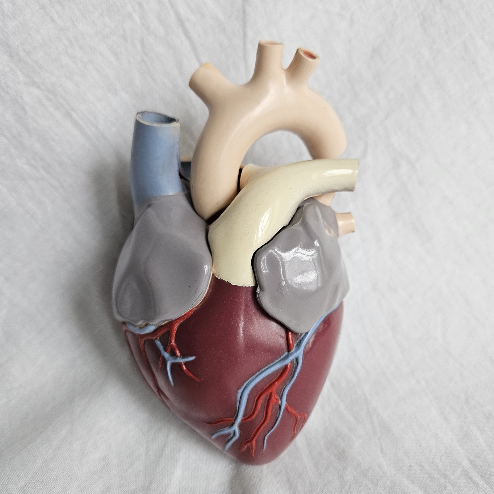 Vintage Medical Anatomical Heart Merck 1959