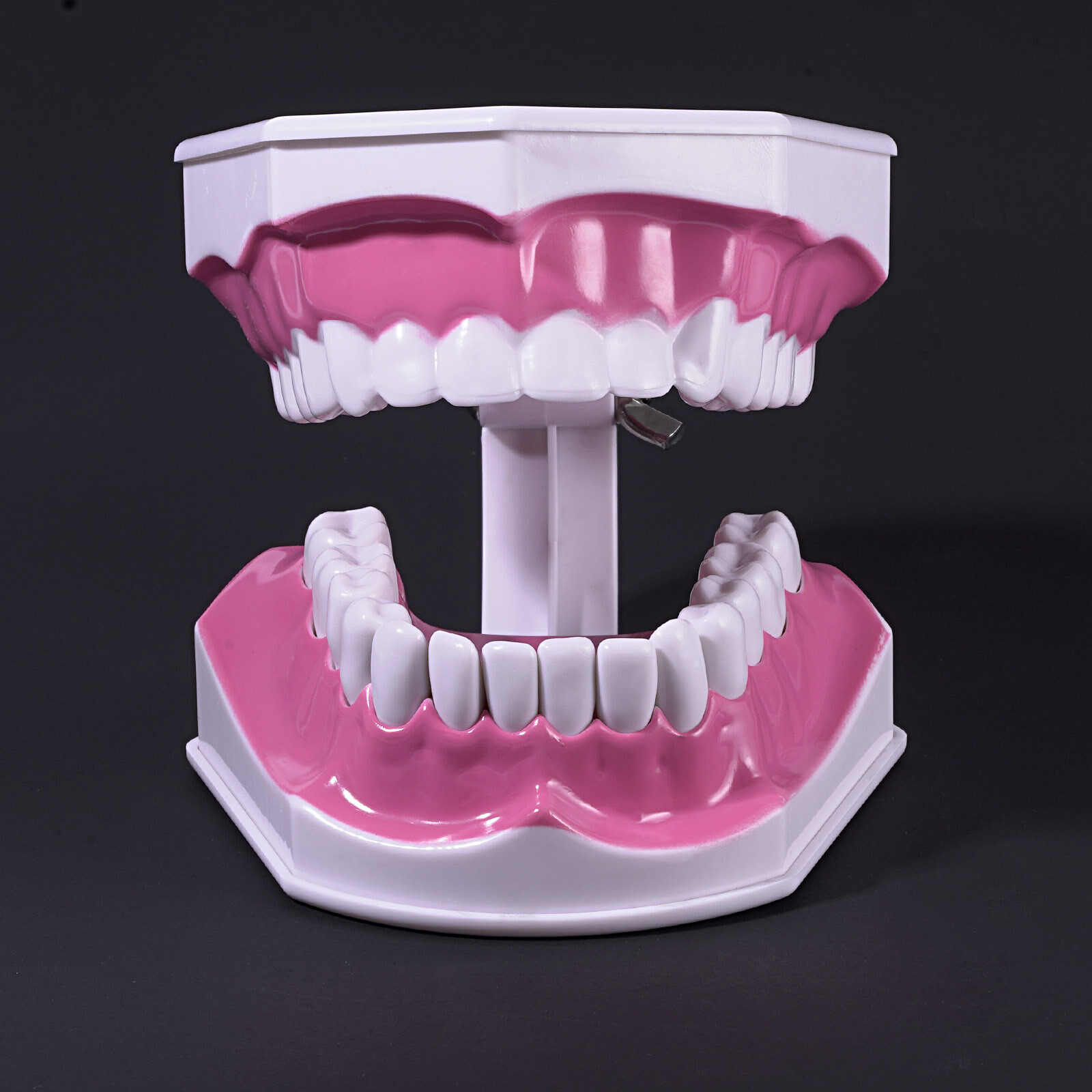 Dental Typodont Demonstration Model Removable 28 Teeth 2 Time Large Study Model