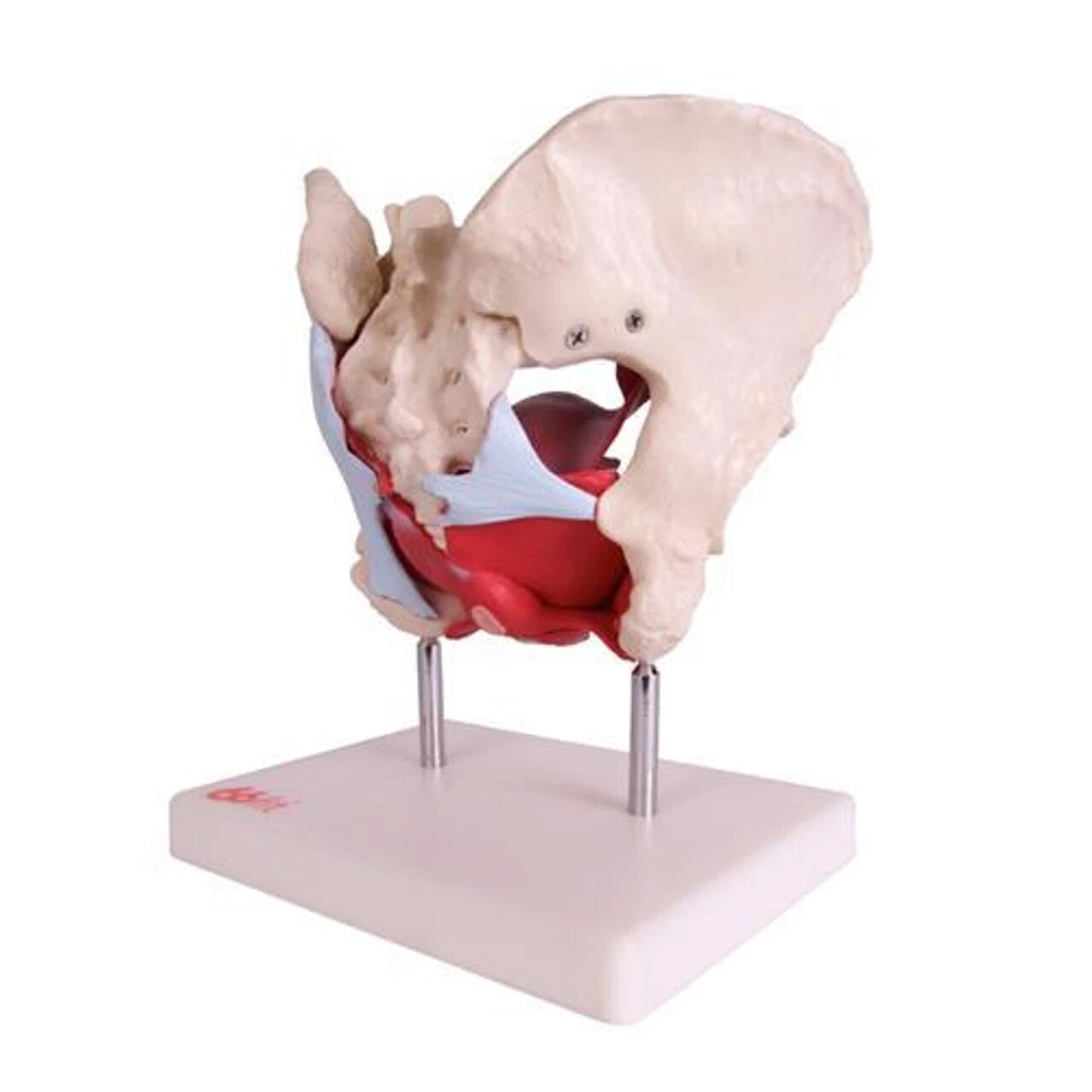 Female Pelvic Muscles and Organs (Made In India)