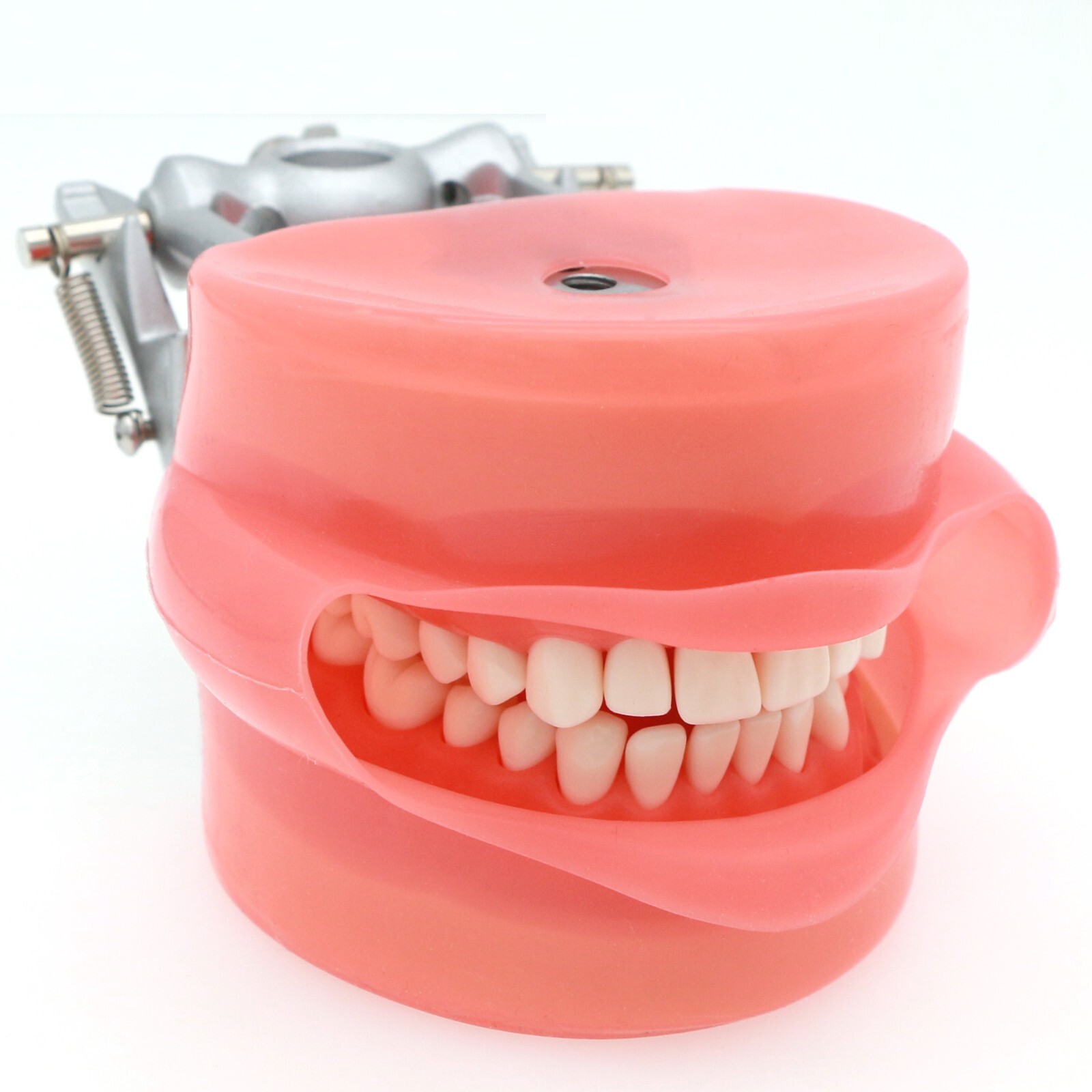 Dental Typodont Model With 32Pcs Screw-in Teeth fit Kilgore NISSIN 200Type Model