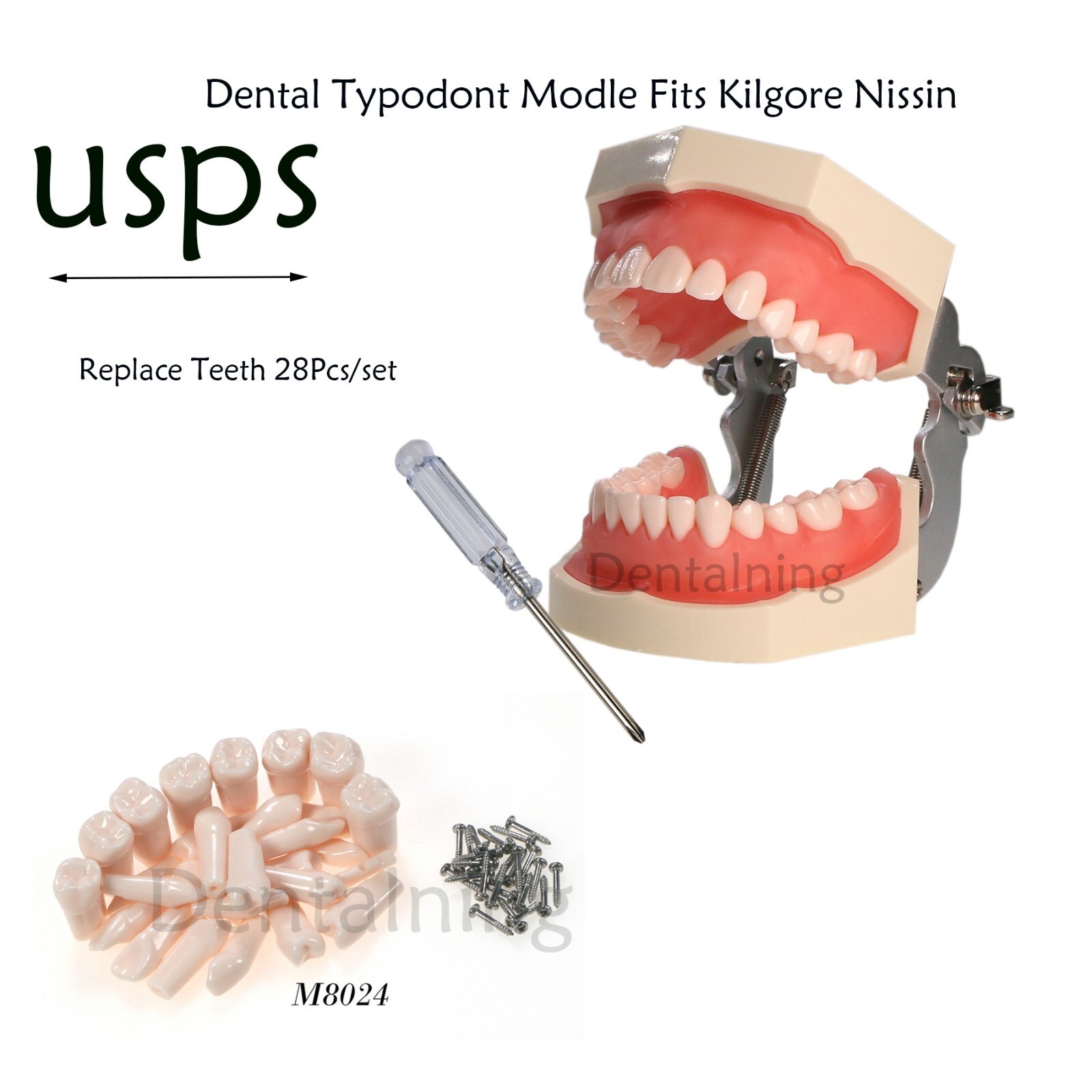 US Overdenture All-On-4/6 Implant /Ortho/Columbia 860/Kilgore NISSIN Teeth Model