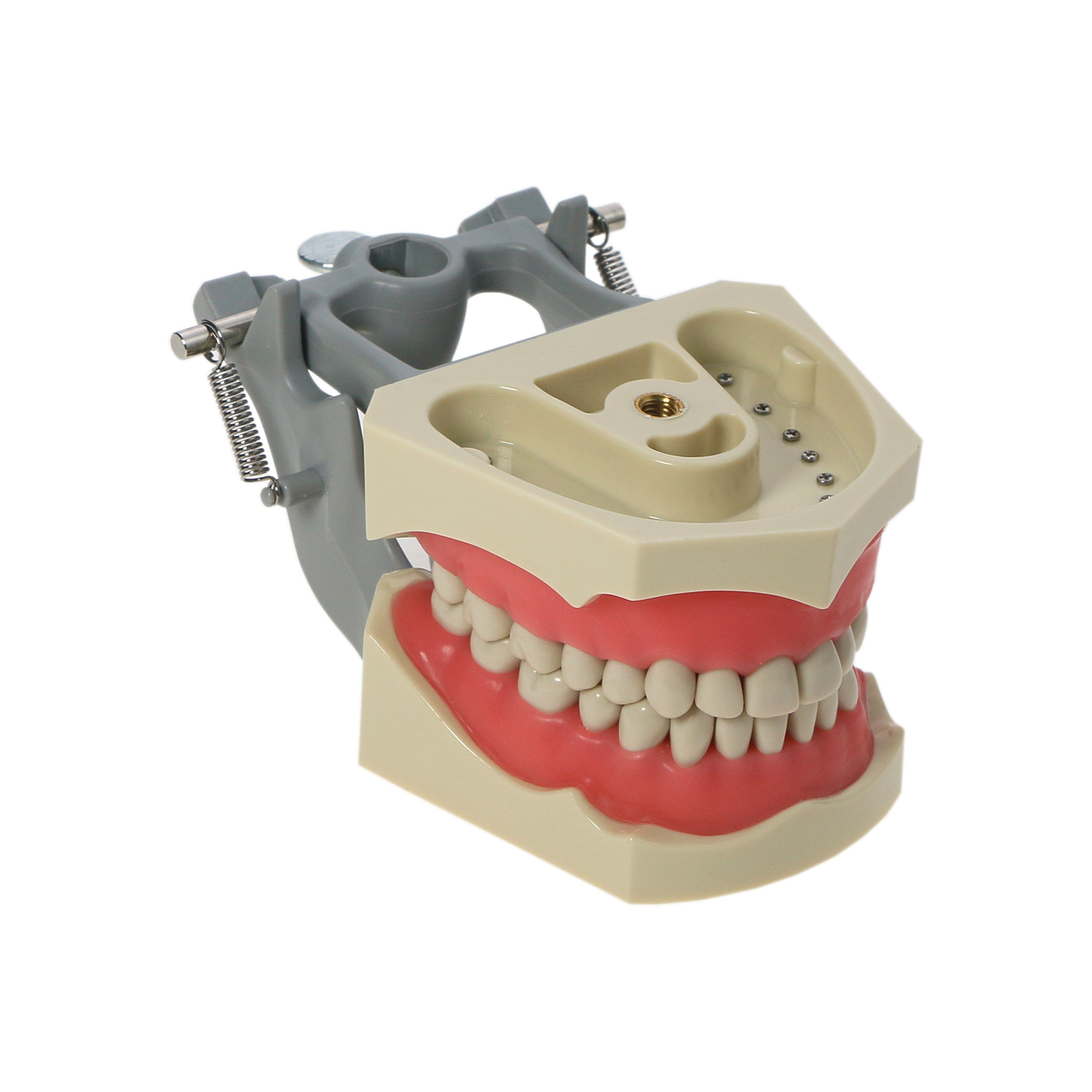 32pcs Removable Dental Typodont Columbia 860 Type Teeth Exam Restorative Model