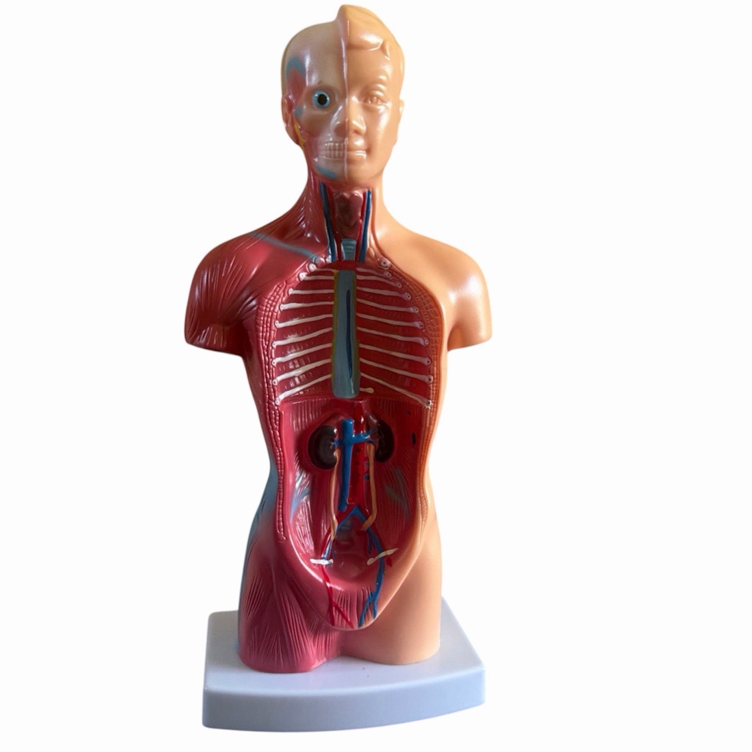 Anatomical Human 11” Torso Body Model Anatomy Internal Organs 14 Removable Parts