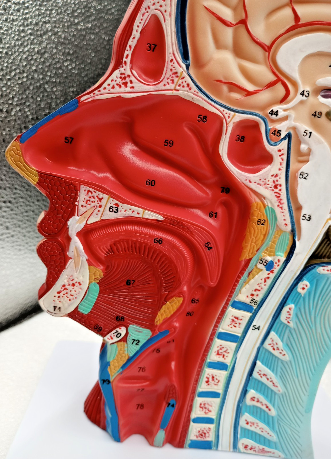 Human Half Head Neck Model Superficial Nerve Vascular Muscle Teaching Tool