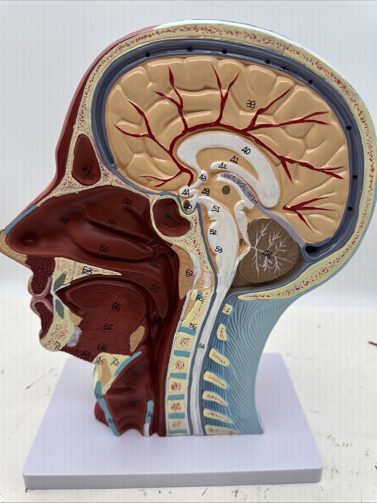 Anatomical Human Head Model with Muscles, Nerves, Brain for Education (D7)
