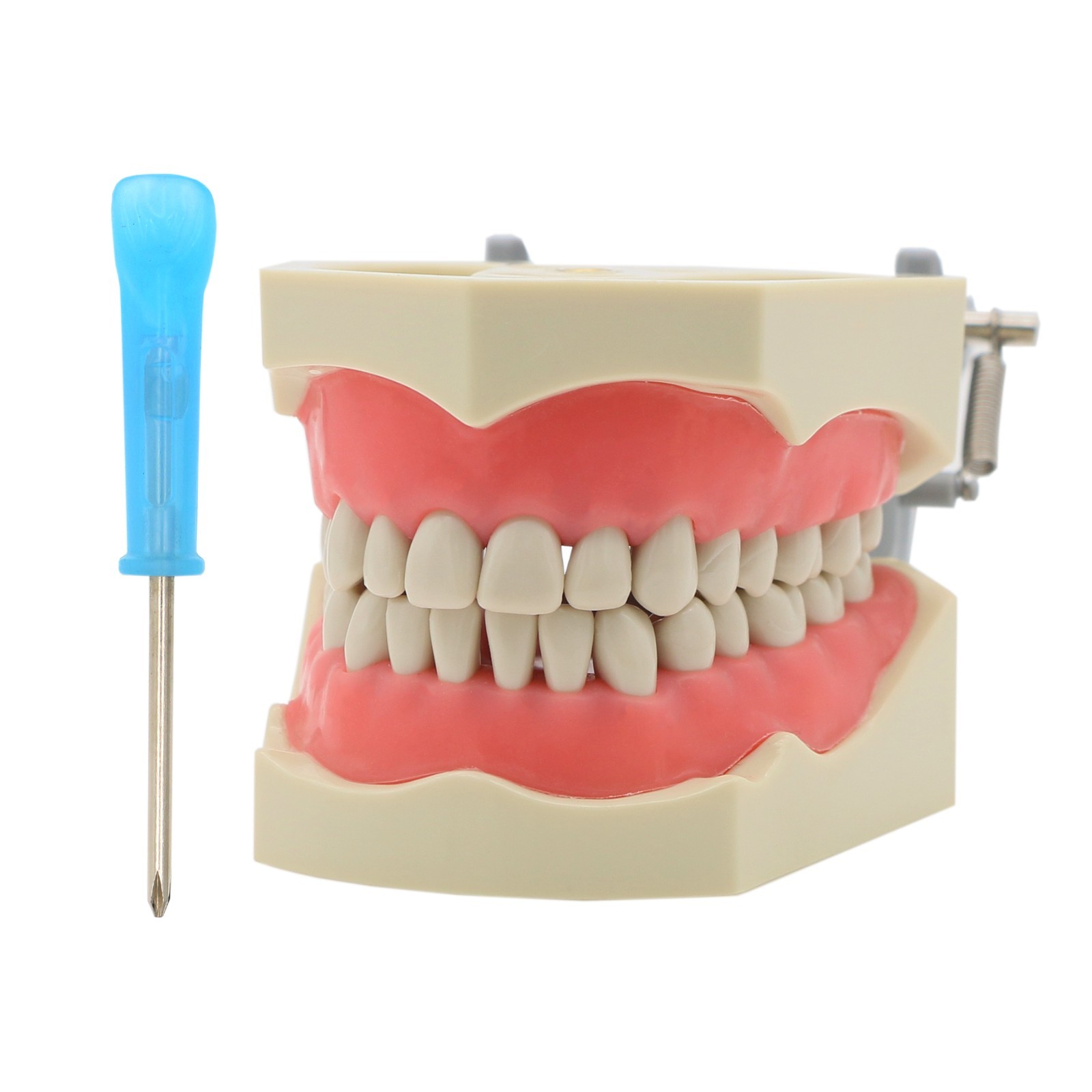 US Dental Typodont Model Mounting Pole Compatible with Columbia/Kilgore/Nissin