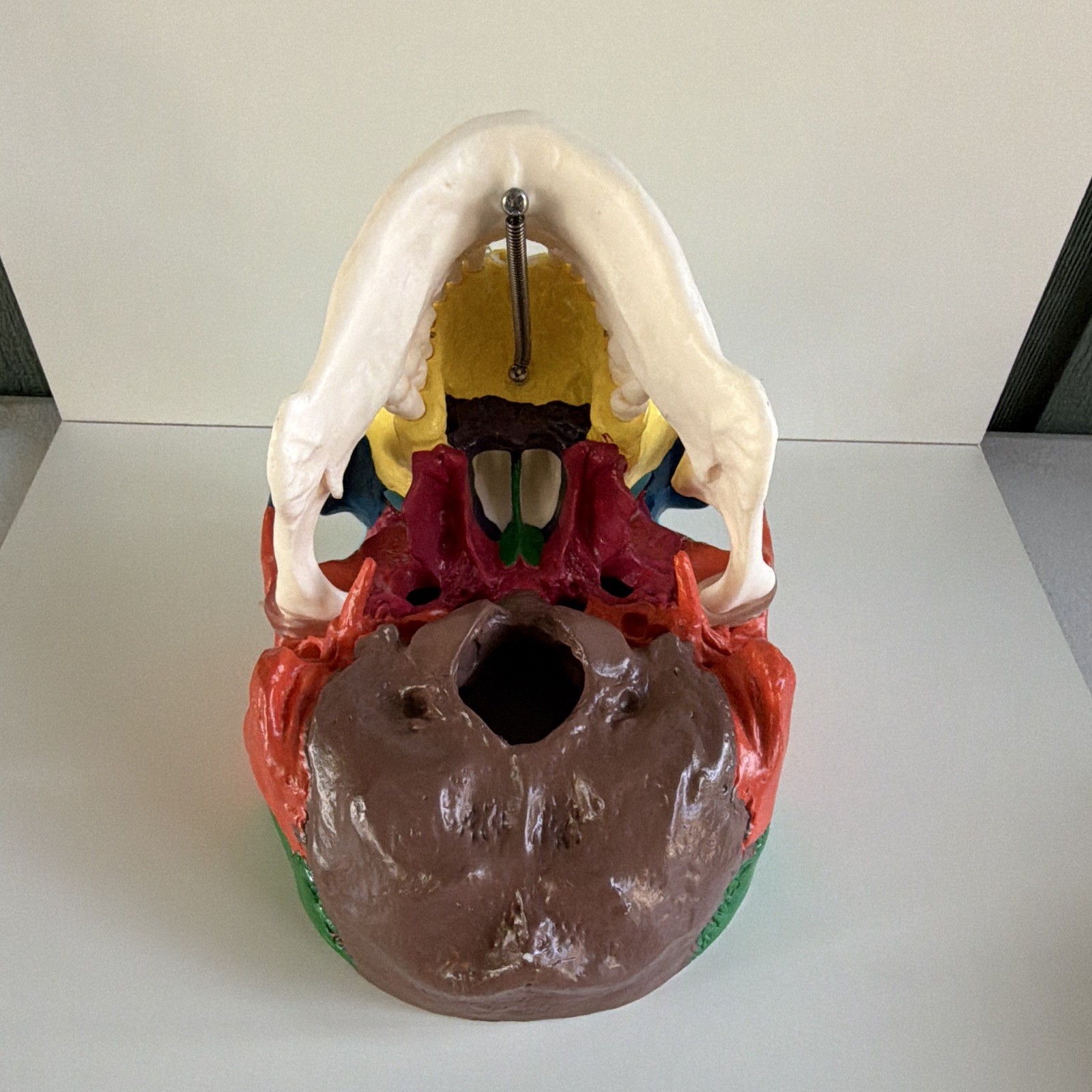 Life Size Colorful Human Skull Model Anatomical Anatomy Medical Teach Skeleton