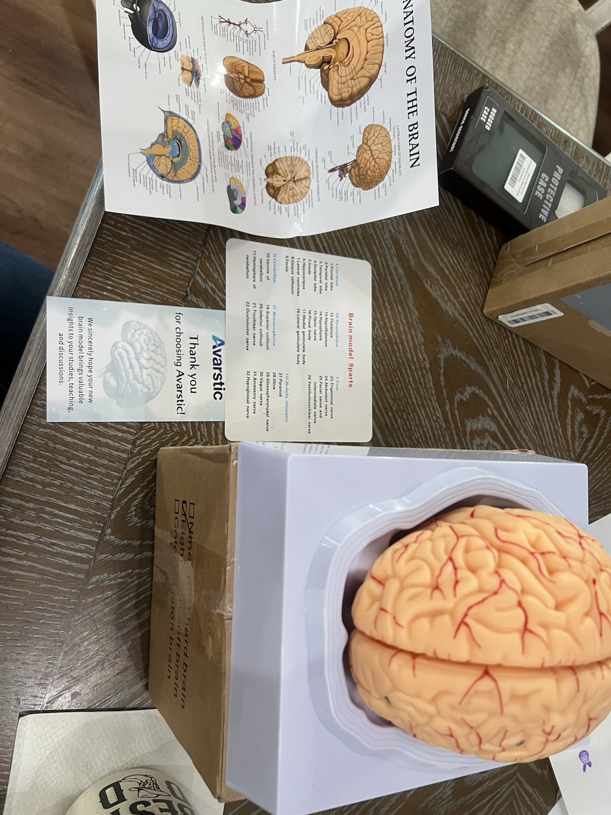 Human Brain Anatomy Model, 8-Part Life Size with Magnetic Detachable Structure