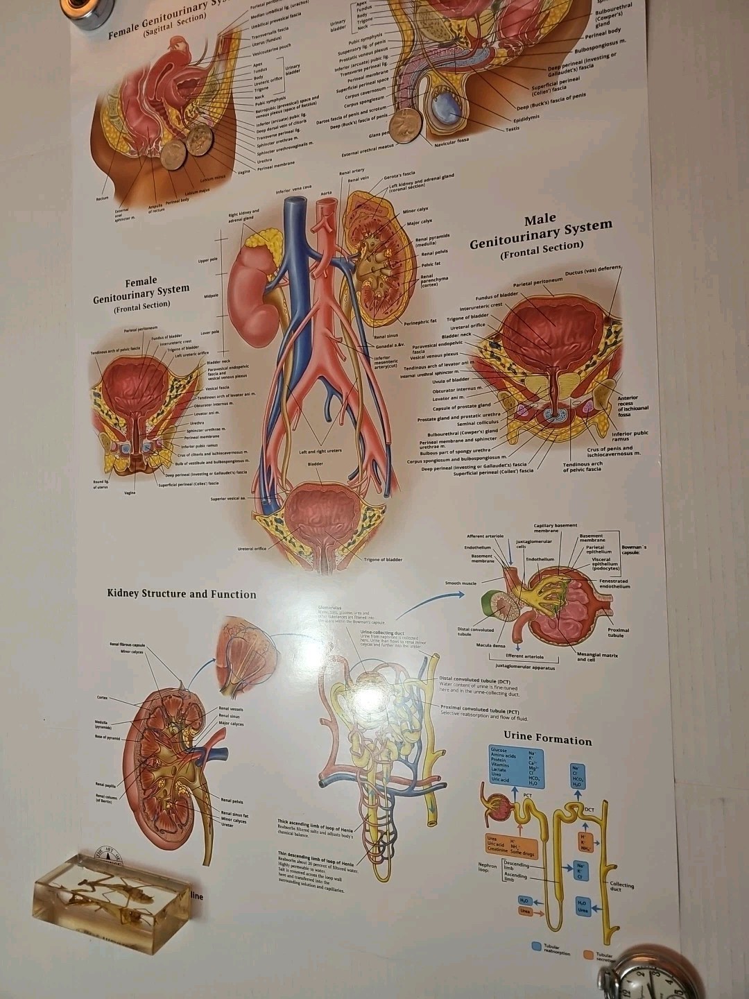 The Urinary System – 2 Sided MEDICAL Poster 29.5″ x 17.5″ In. Art Of Science Vtg