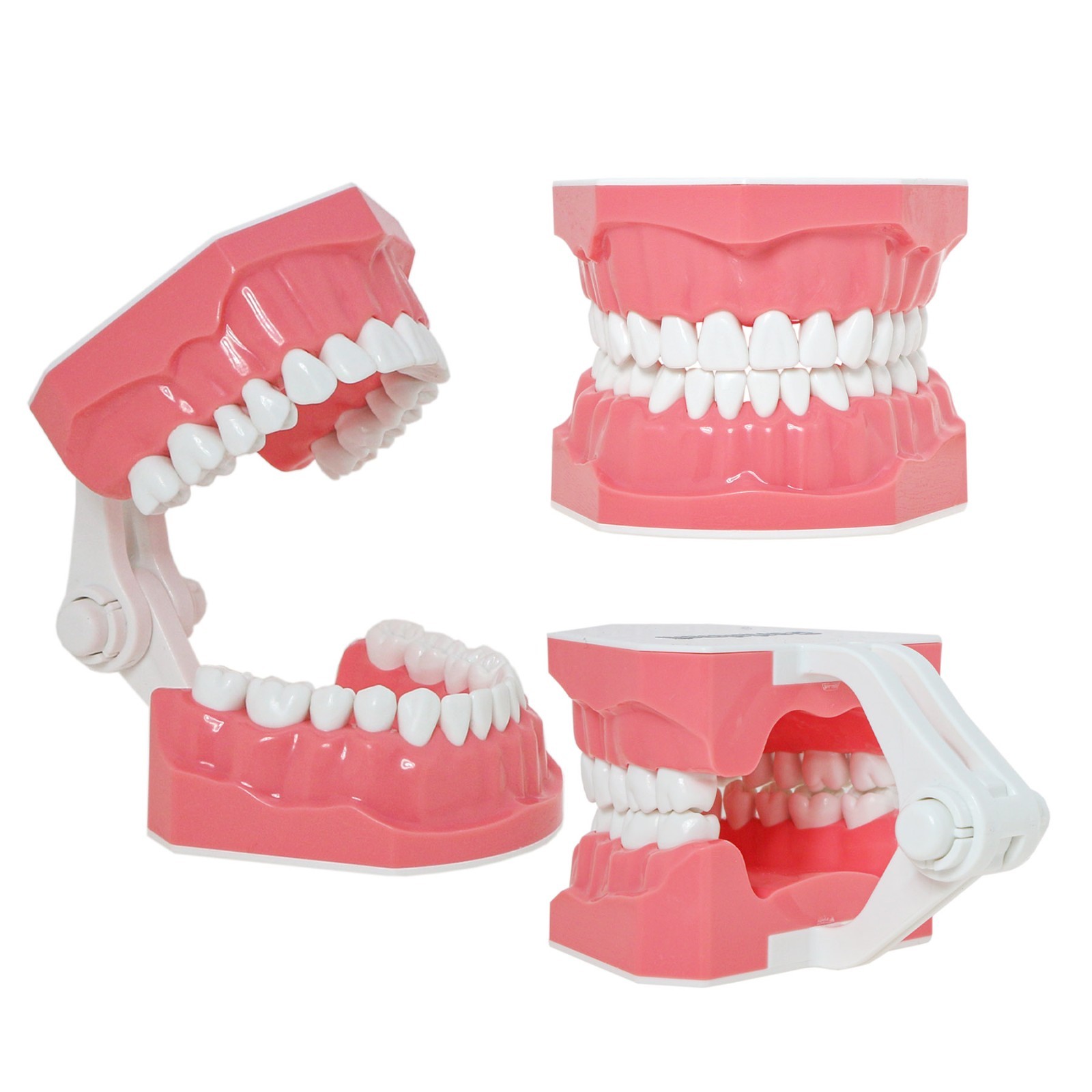 US 1:1 Typodont Teeth Model M7010-1 for Brushing Flossing Practice Teaching